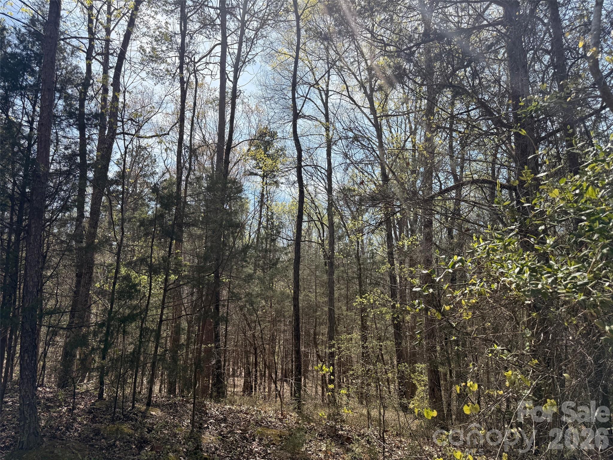Mountain Vine - Land