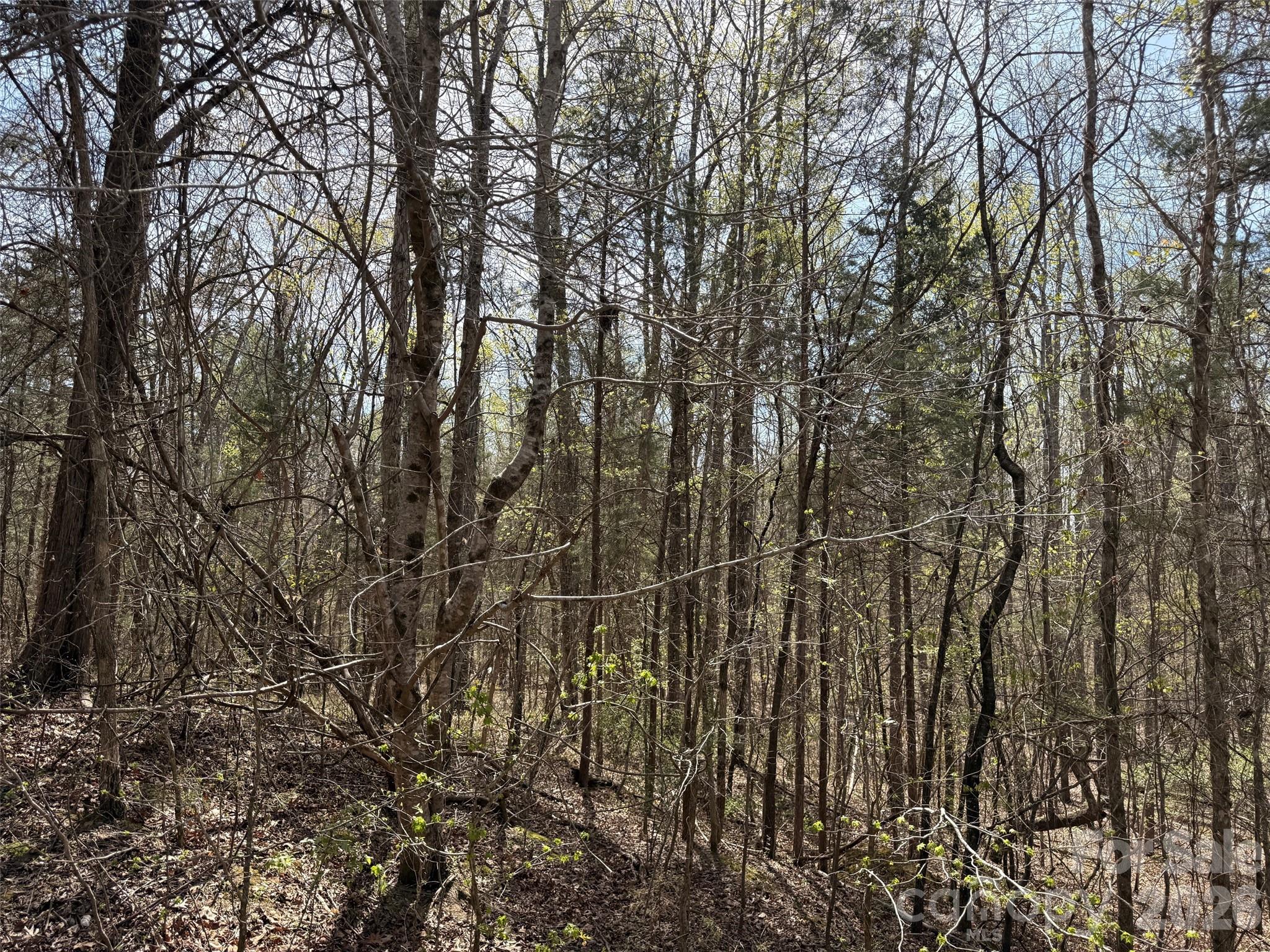 Mountain Vine - Land
