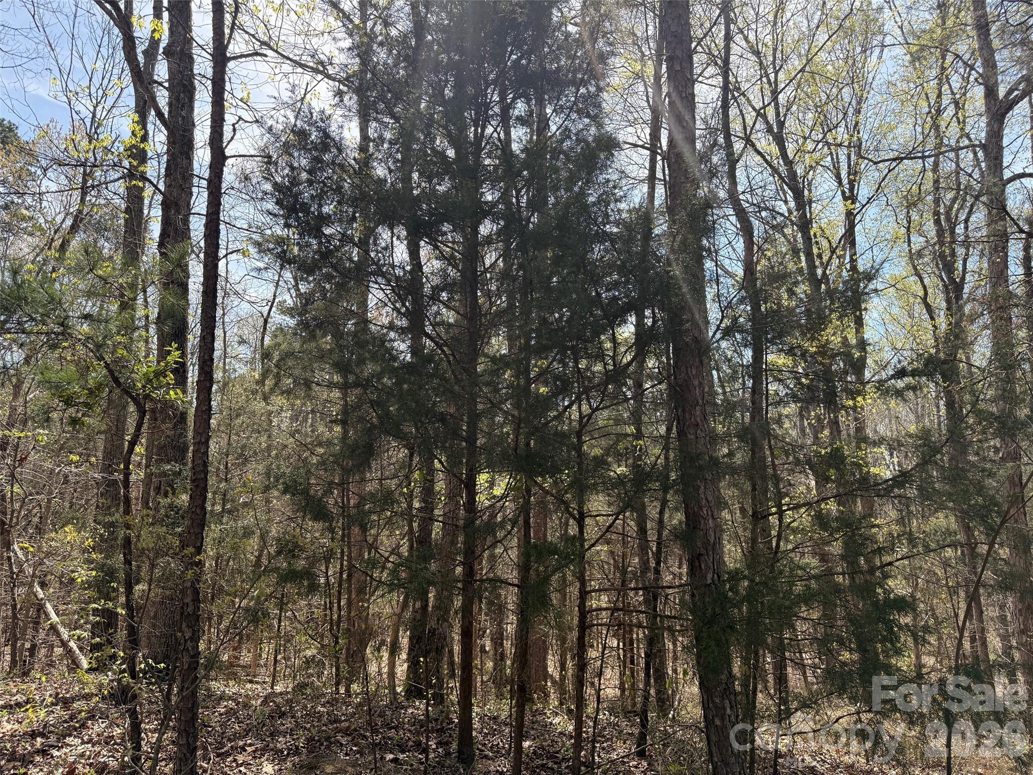 Mountain Vine - Land