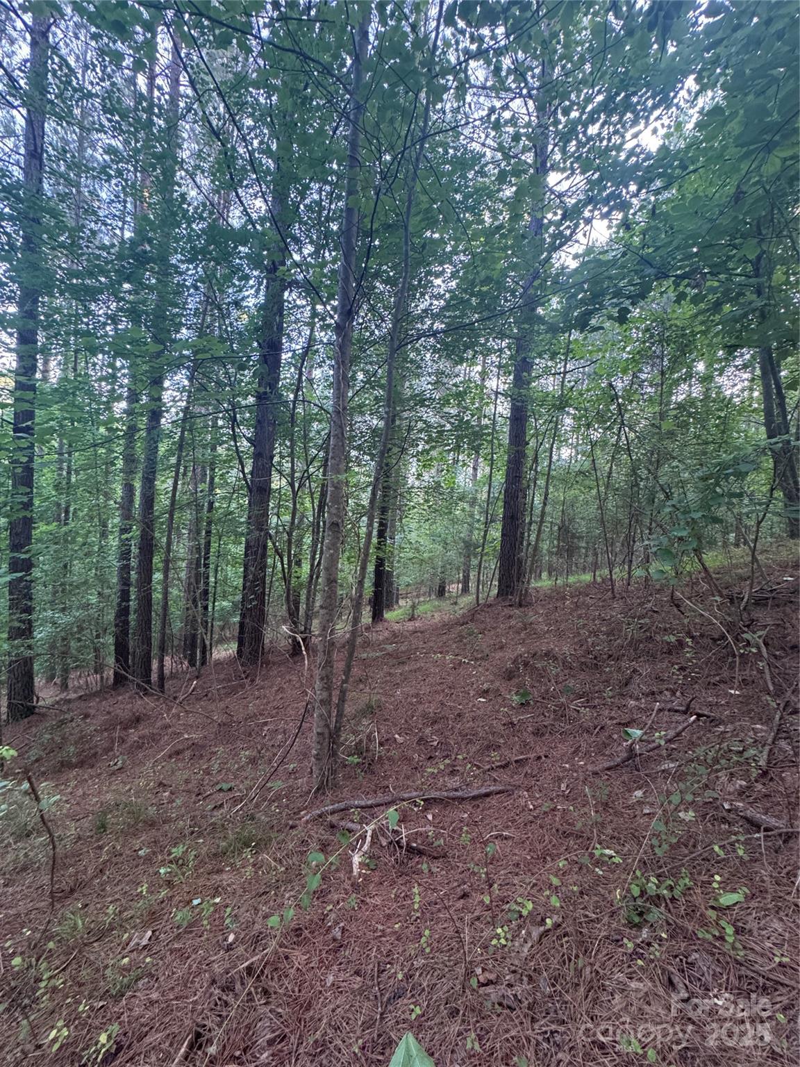 Clearwater Creek - Land