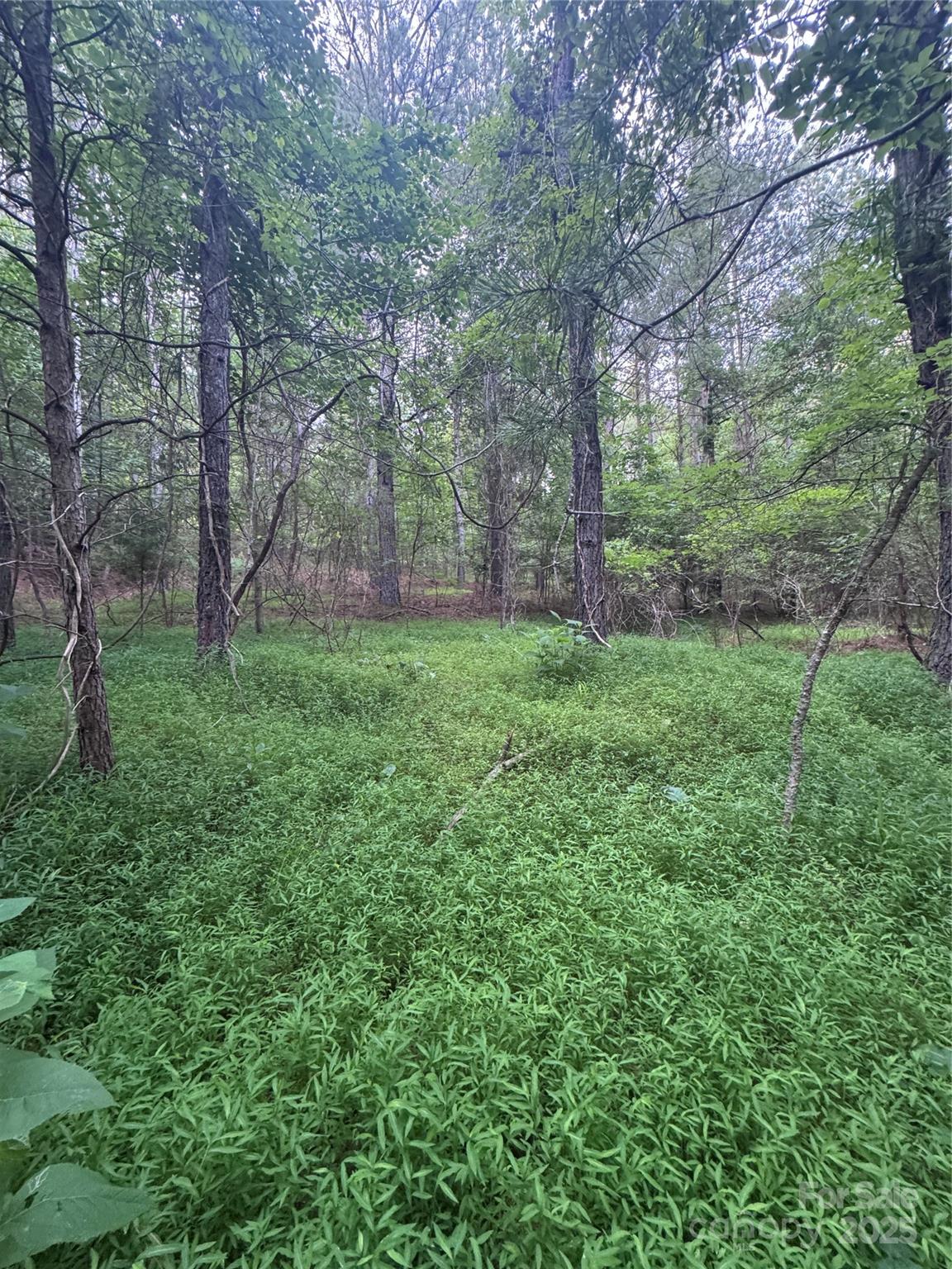 Clearwater Creek - Land