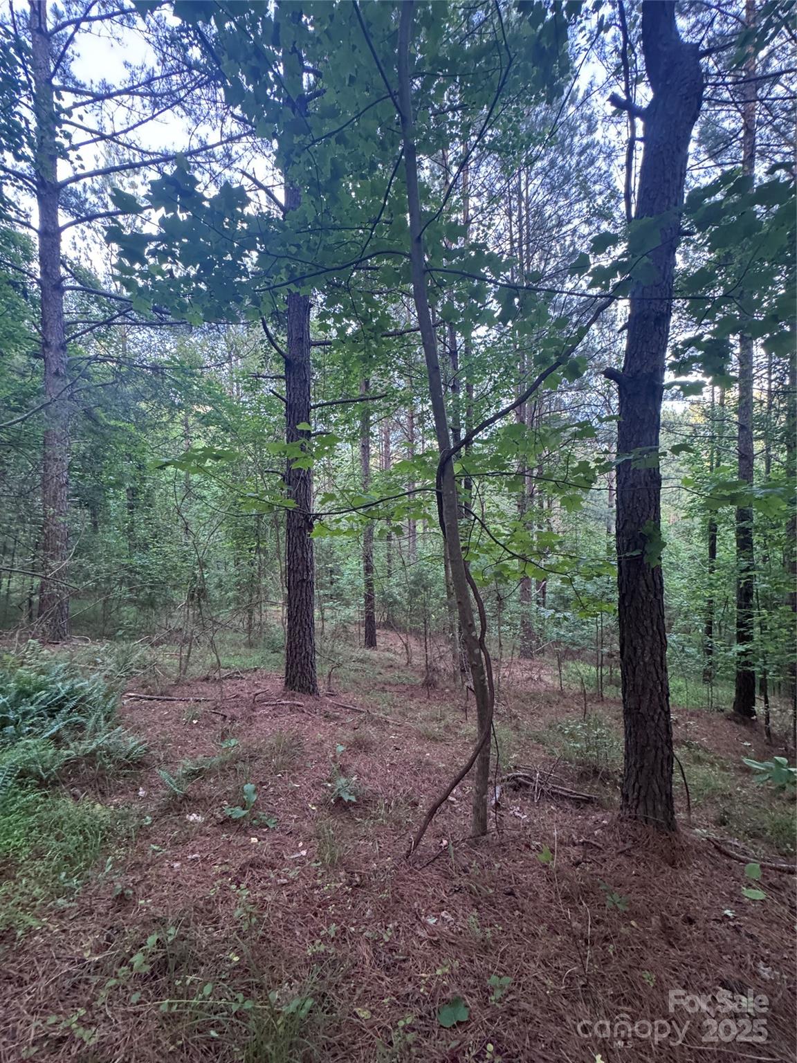 Clearwater Creek - Land