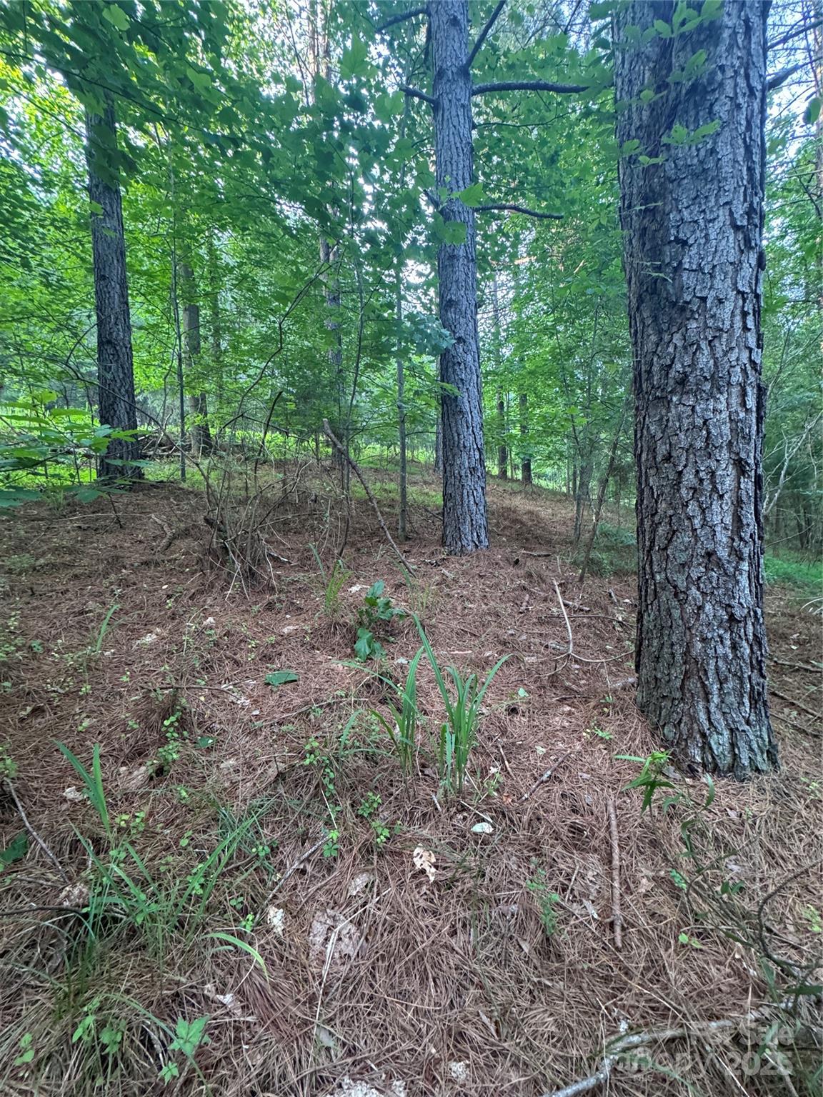 Clearwater Creek - Land