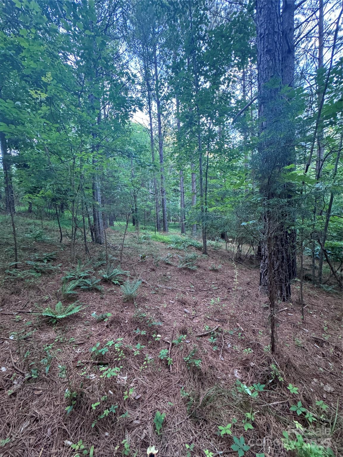 Clearwater Creek - Land