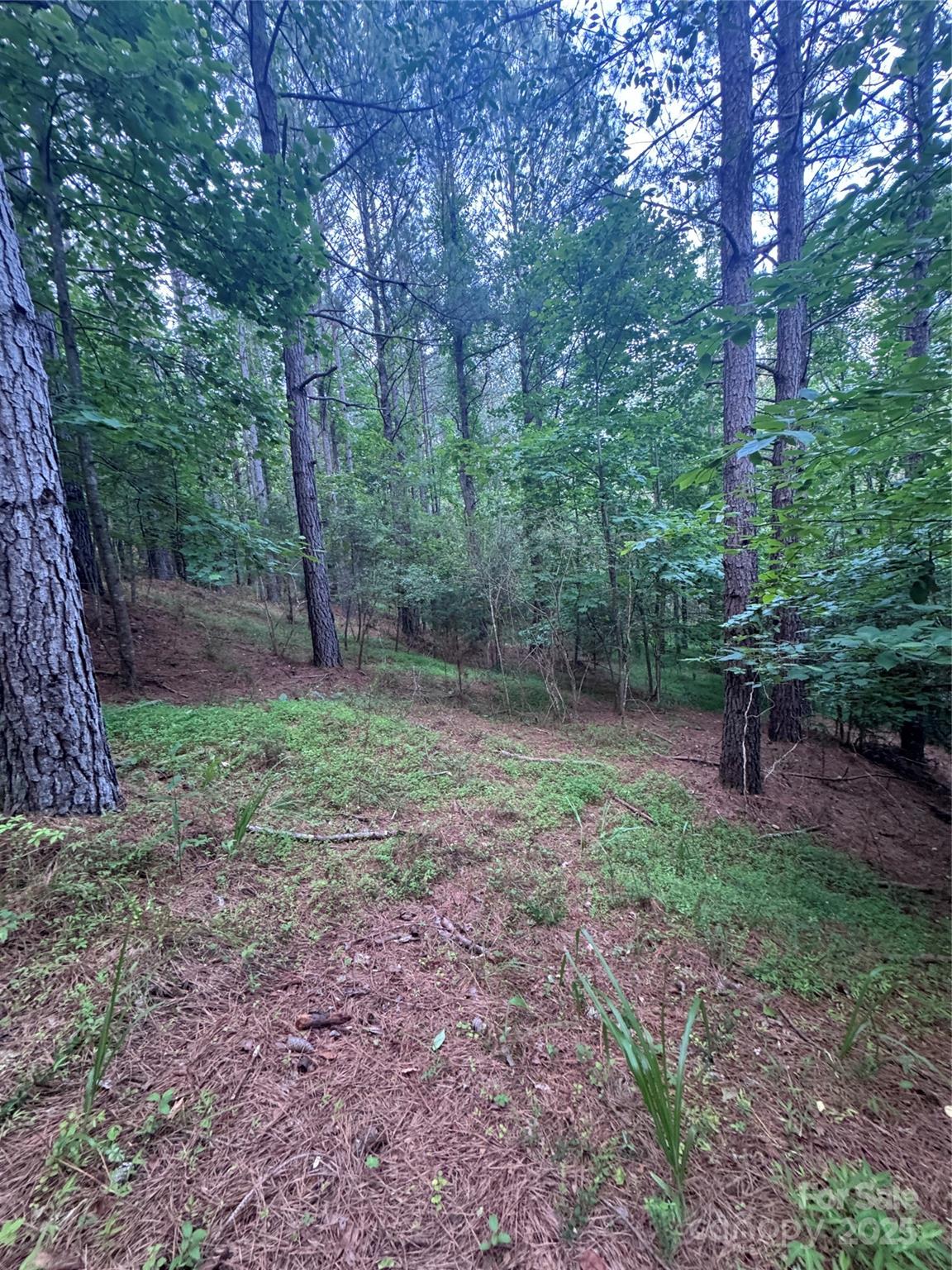 Clearwater Creek - Land