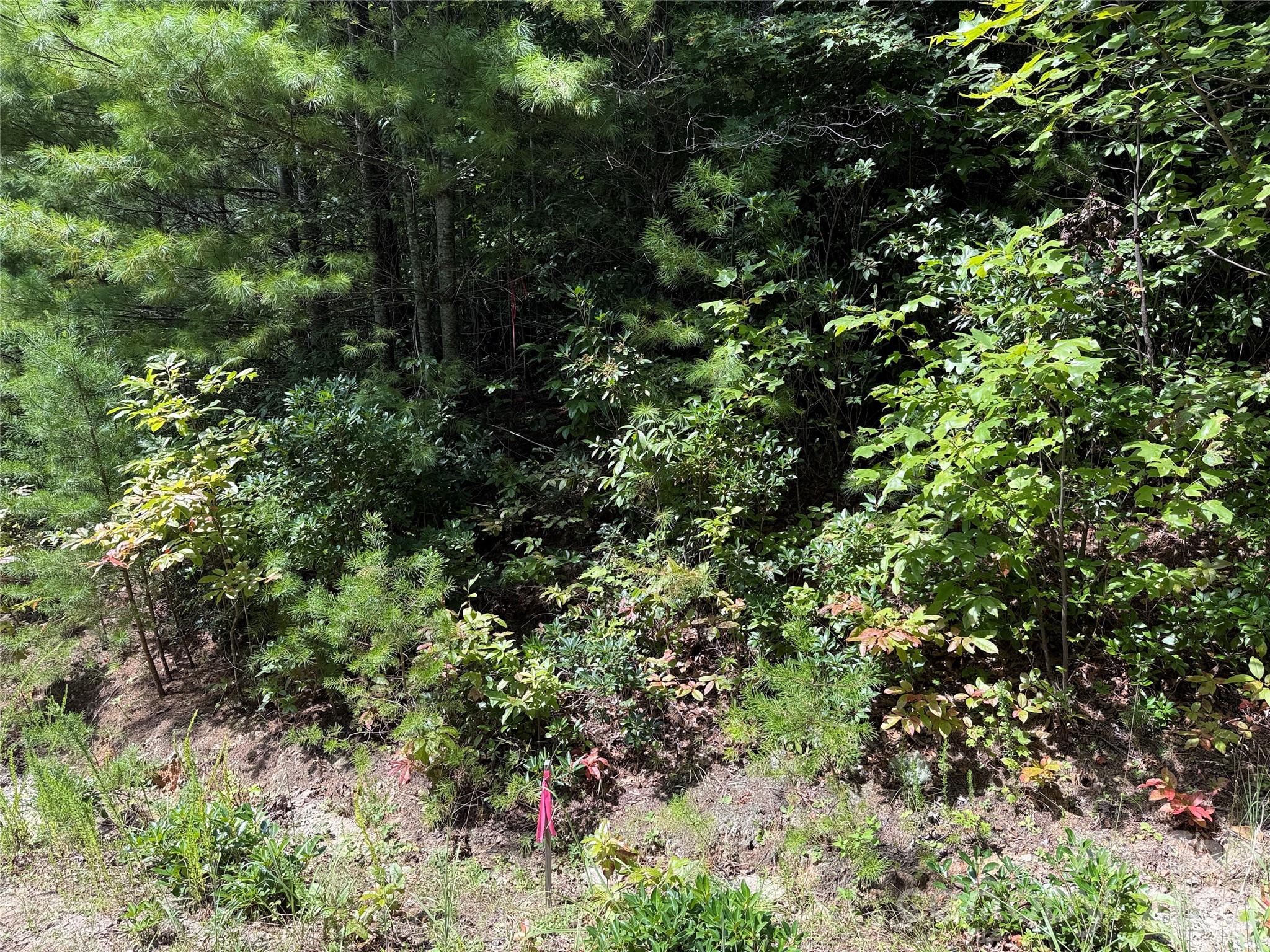 Buck Mountain - Land