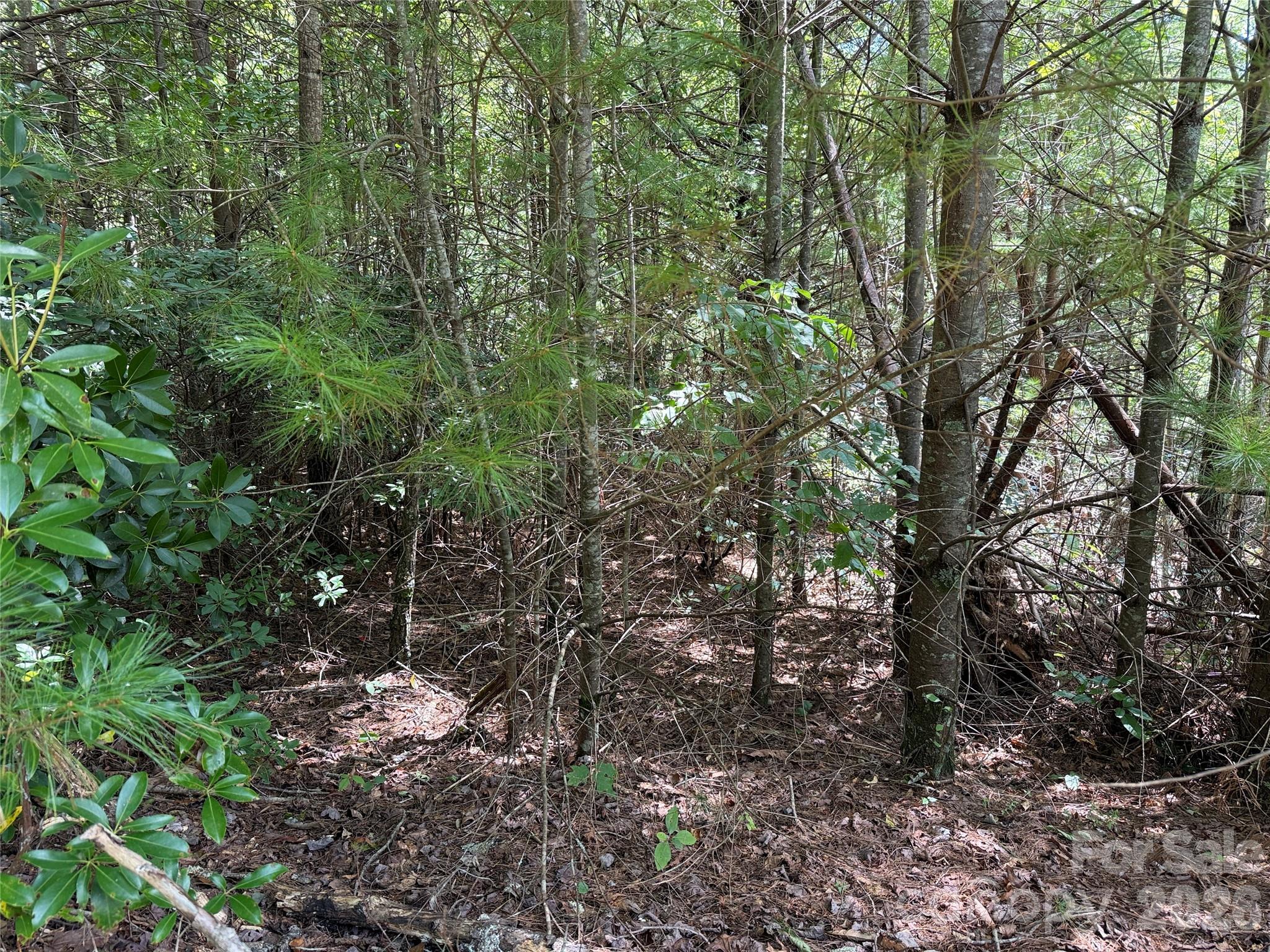 Buck Mountain - Land