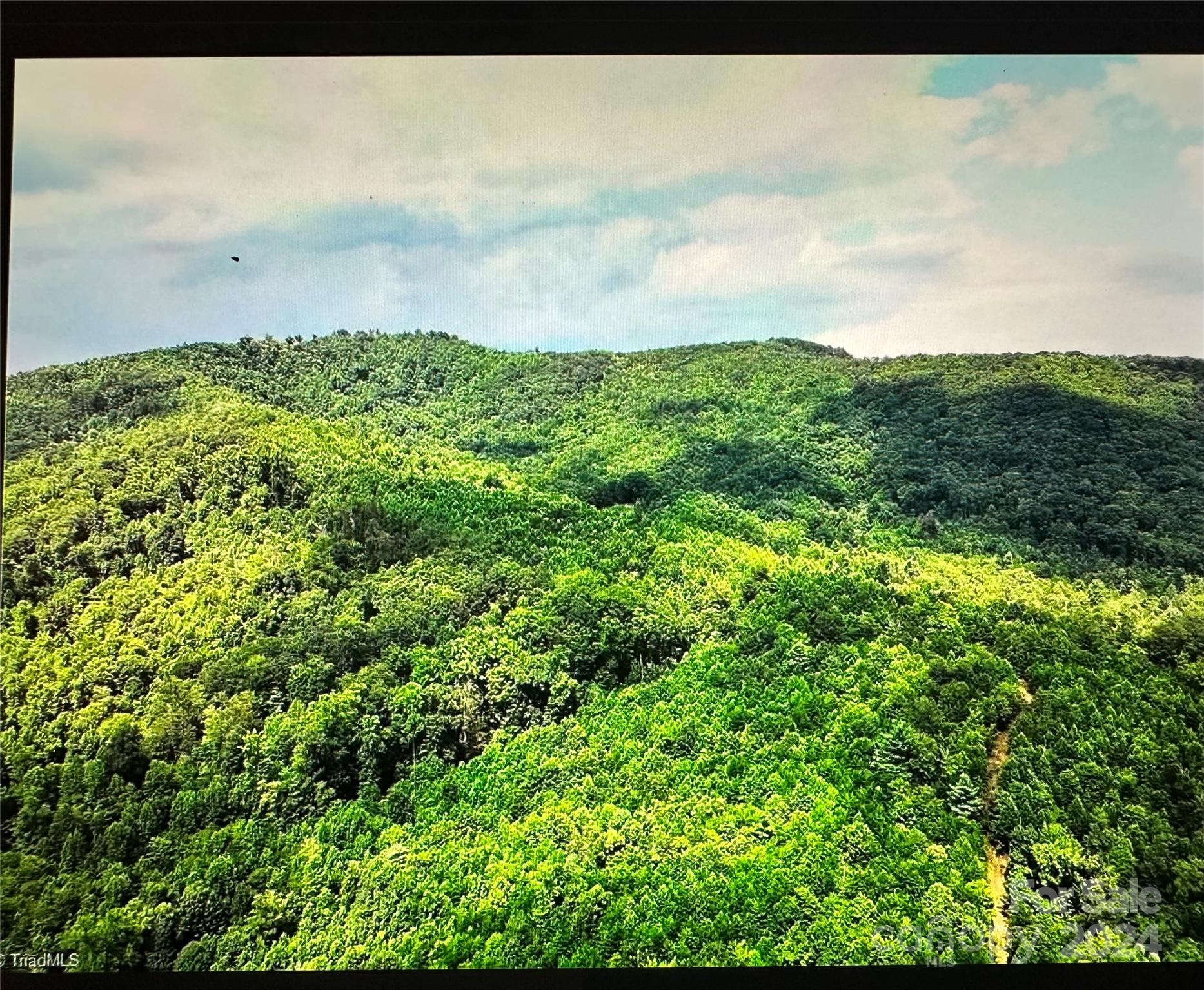 26.21 acres. Lovely, private acreage with mountain views.