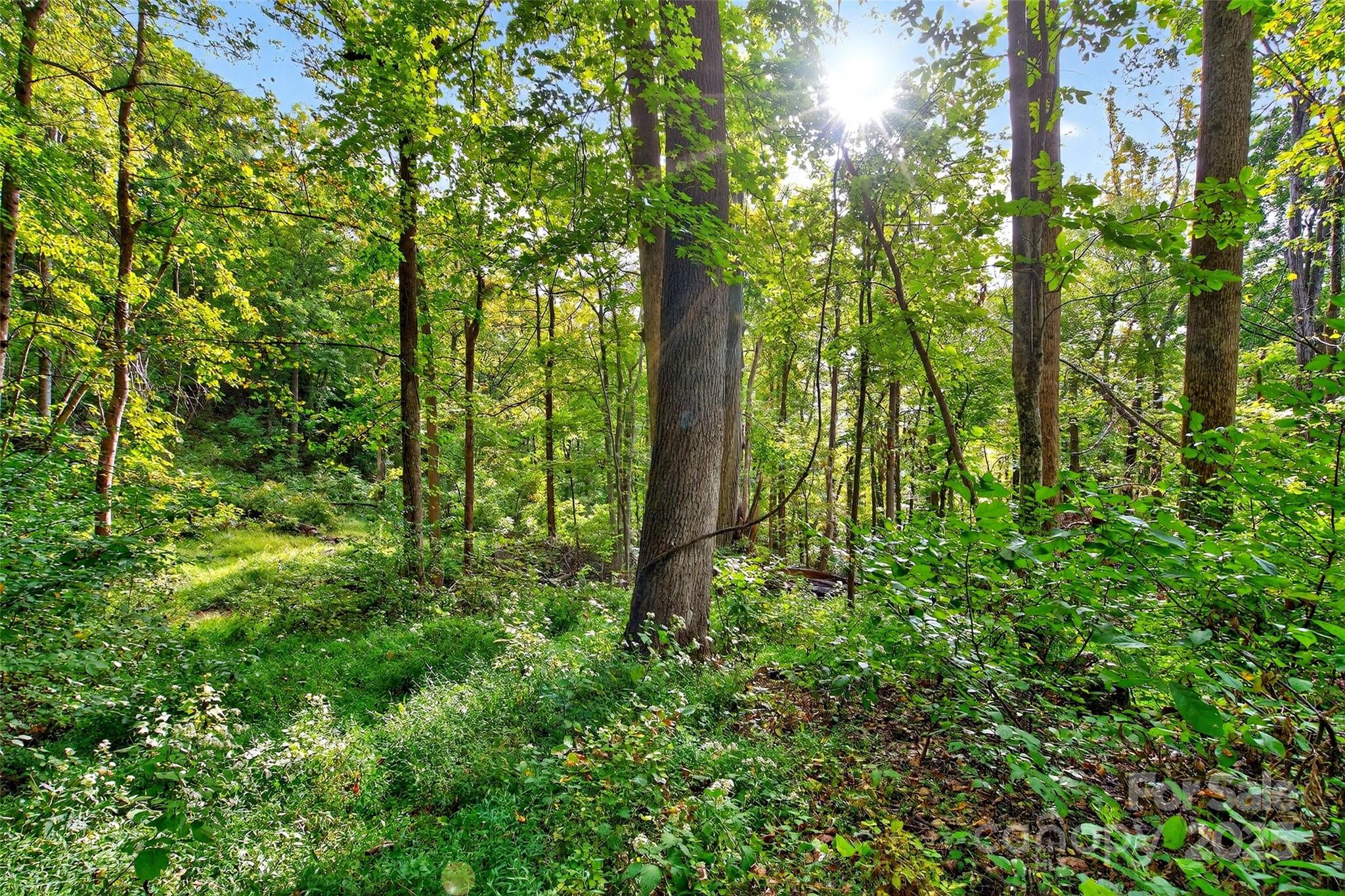 Linville Falls Mountain Club and Preserve - Land