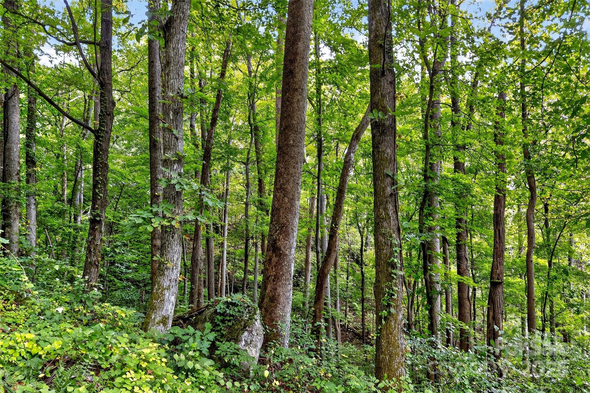 Linville Falls Mountain Club and Preserve - Land