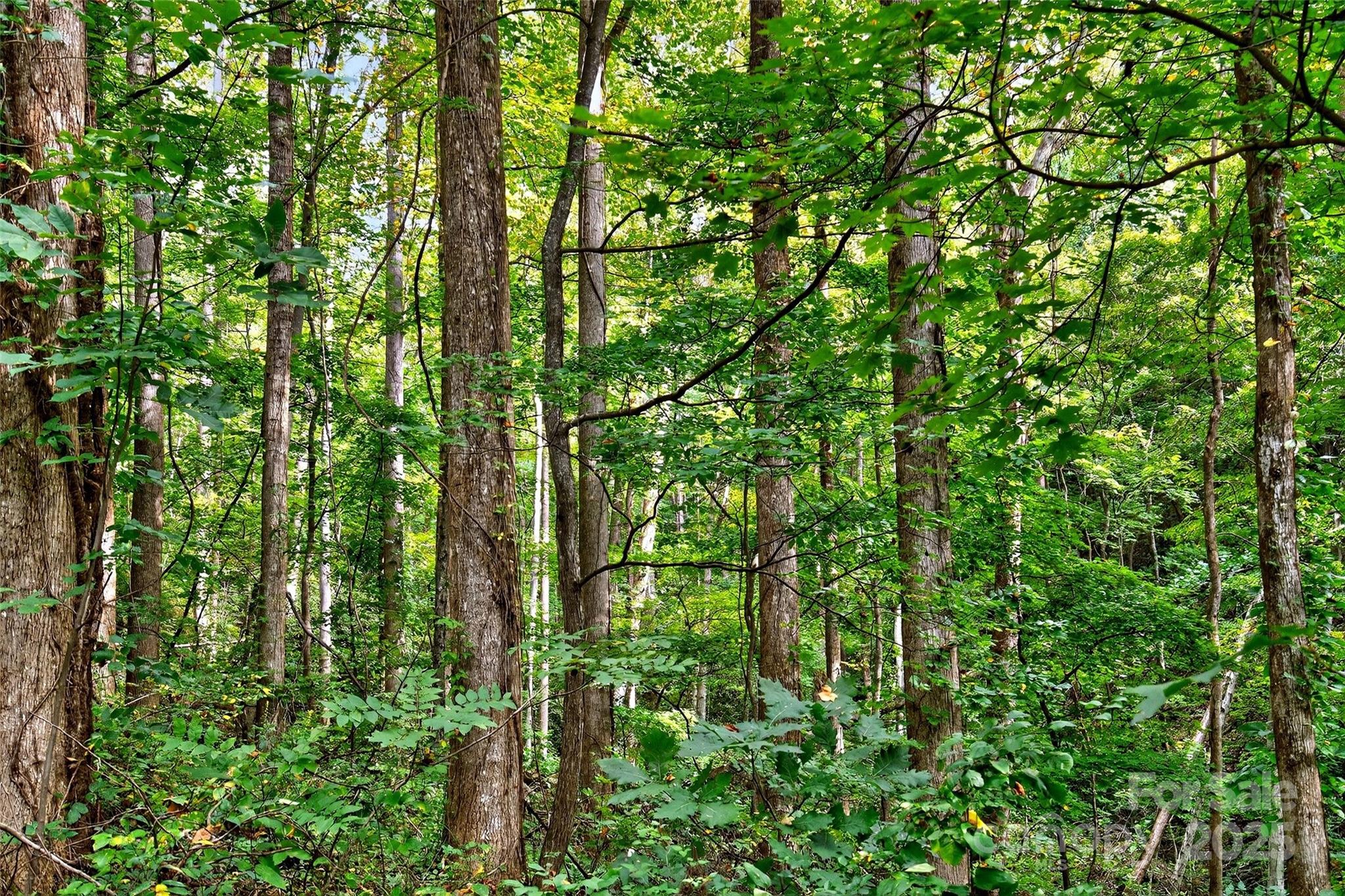 Linville Falls Mountain Club and Preserve - Land