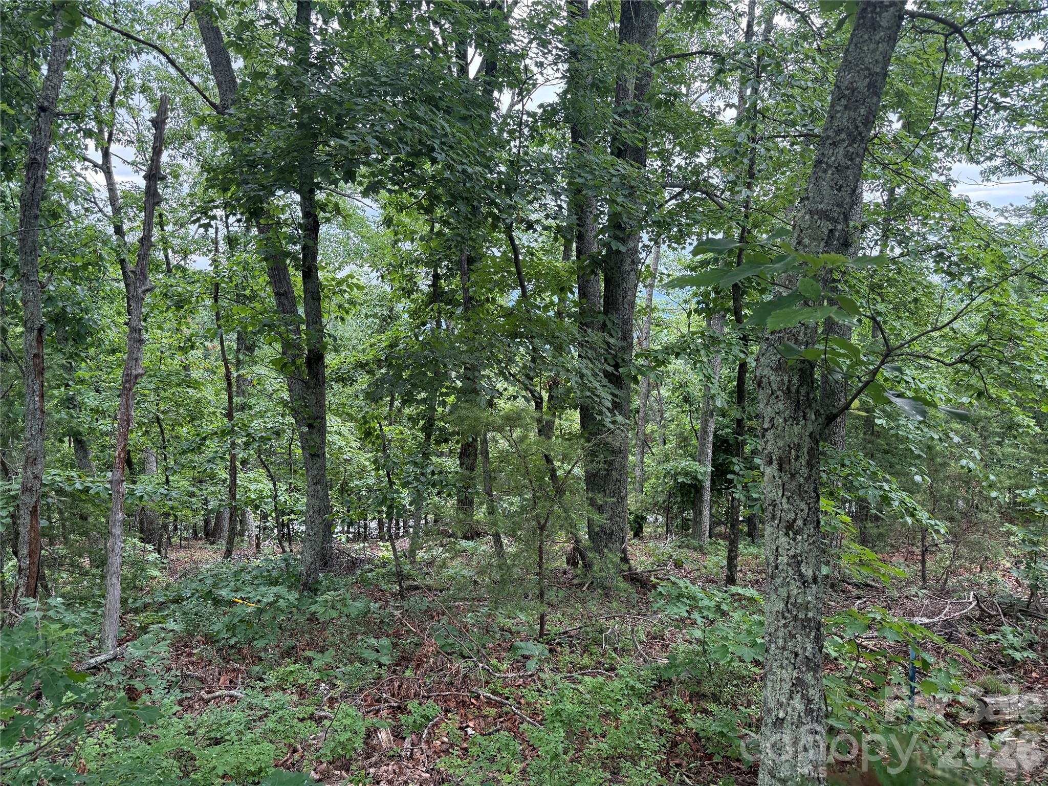 Yellowtop Mountain Estates - Land