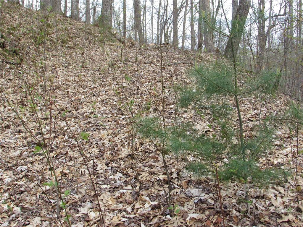 Red Wolf Run - Land