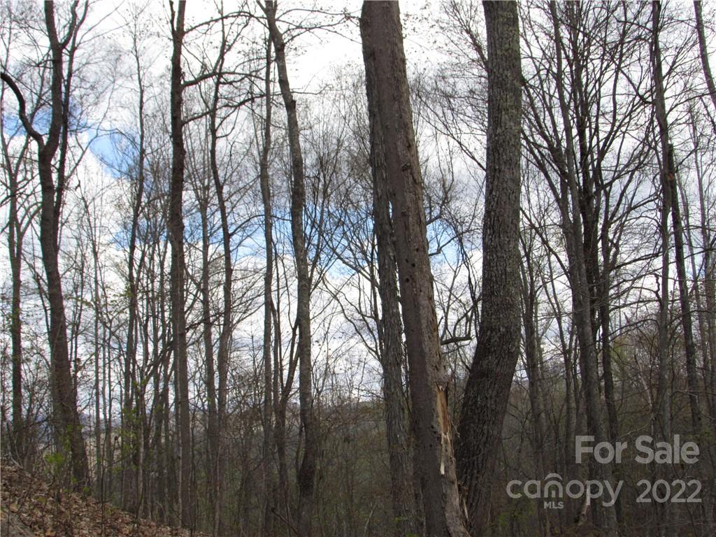 Red Wolf Run - Land