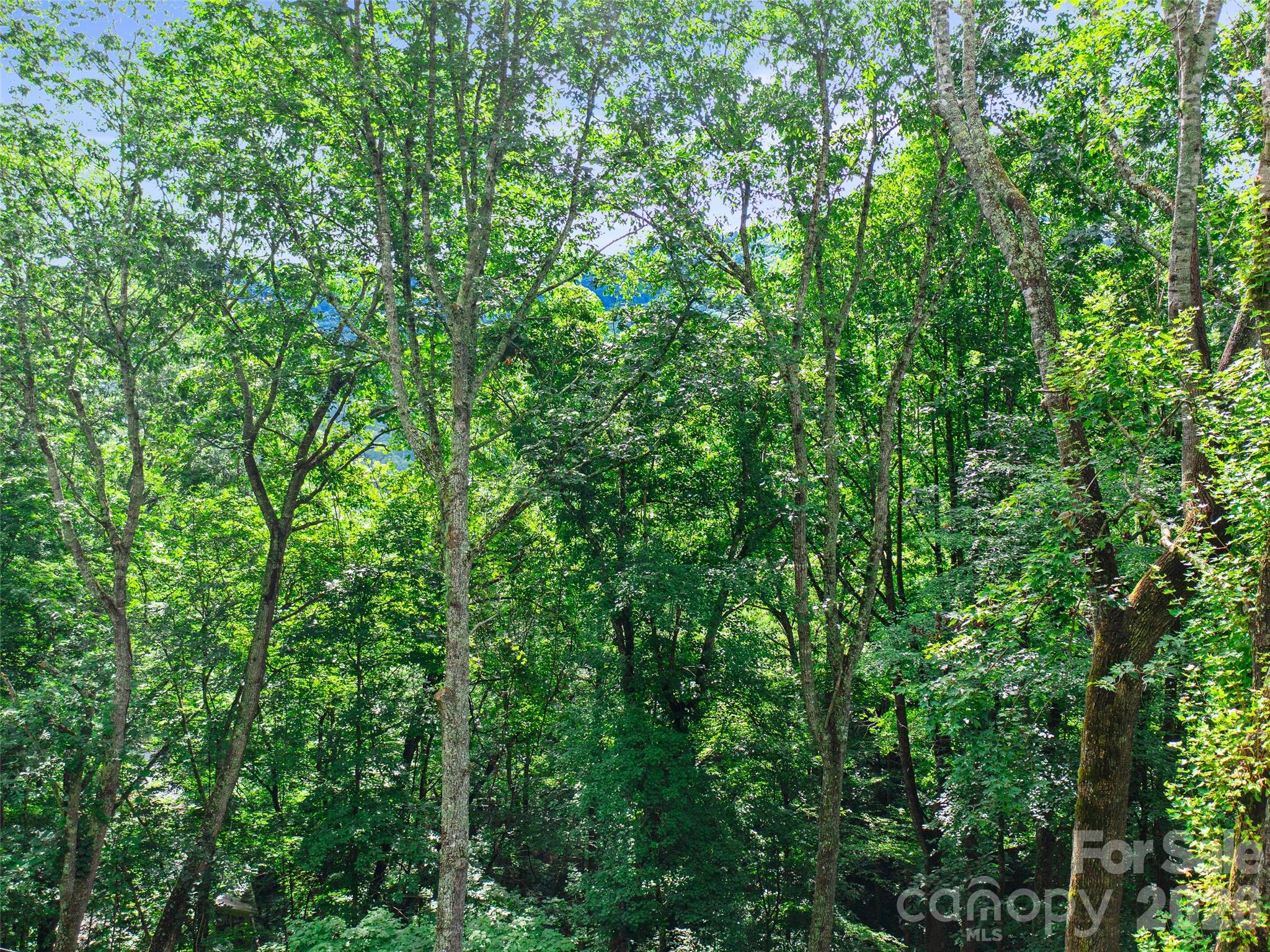 Mount Mitchell Lands West - Land