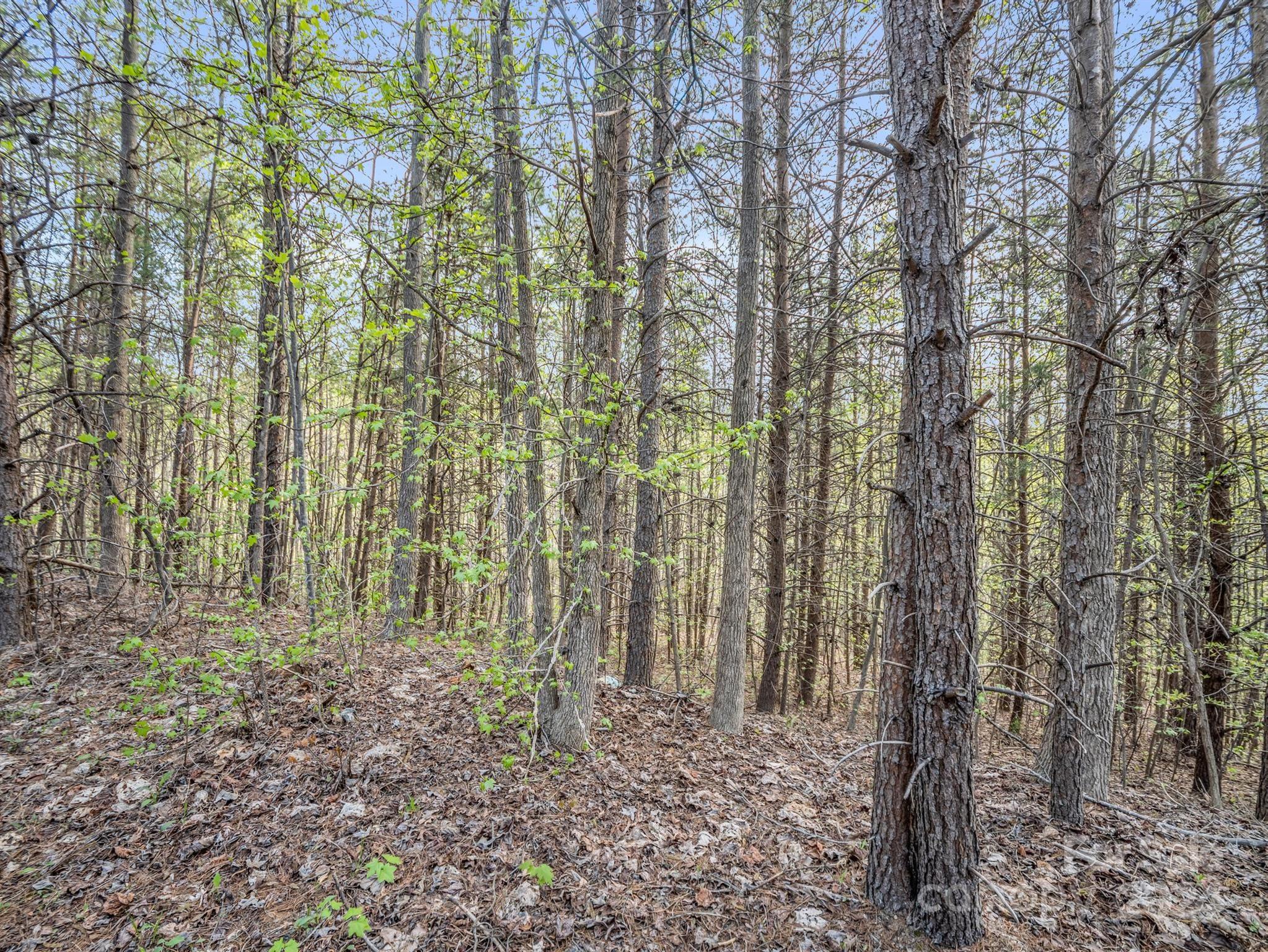 Cherry Mountain Trail - Land