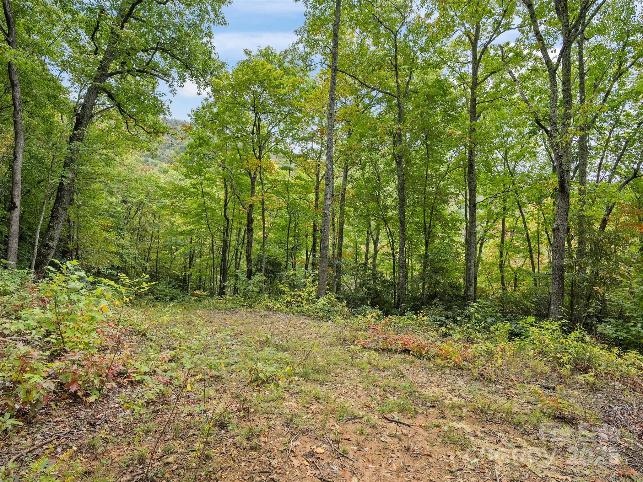 Highland Forest - Land