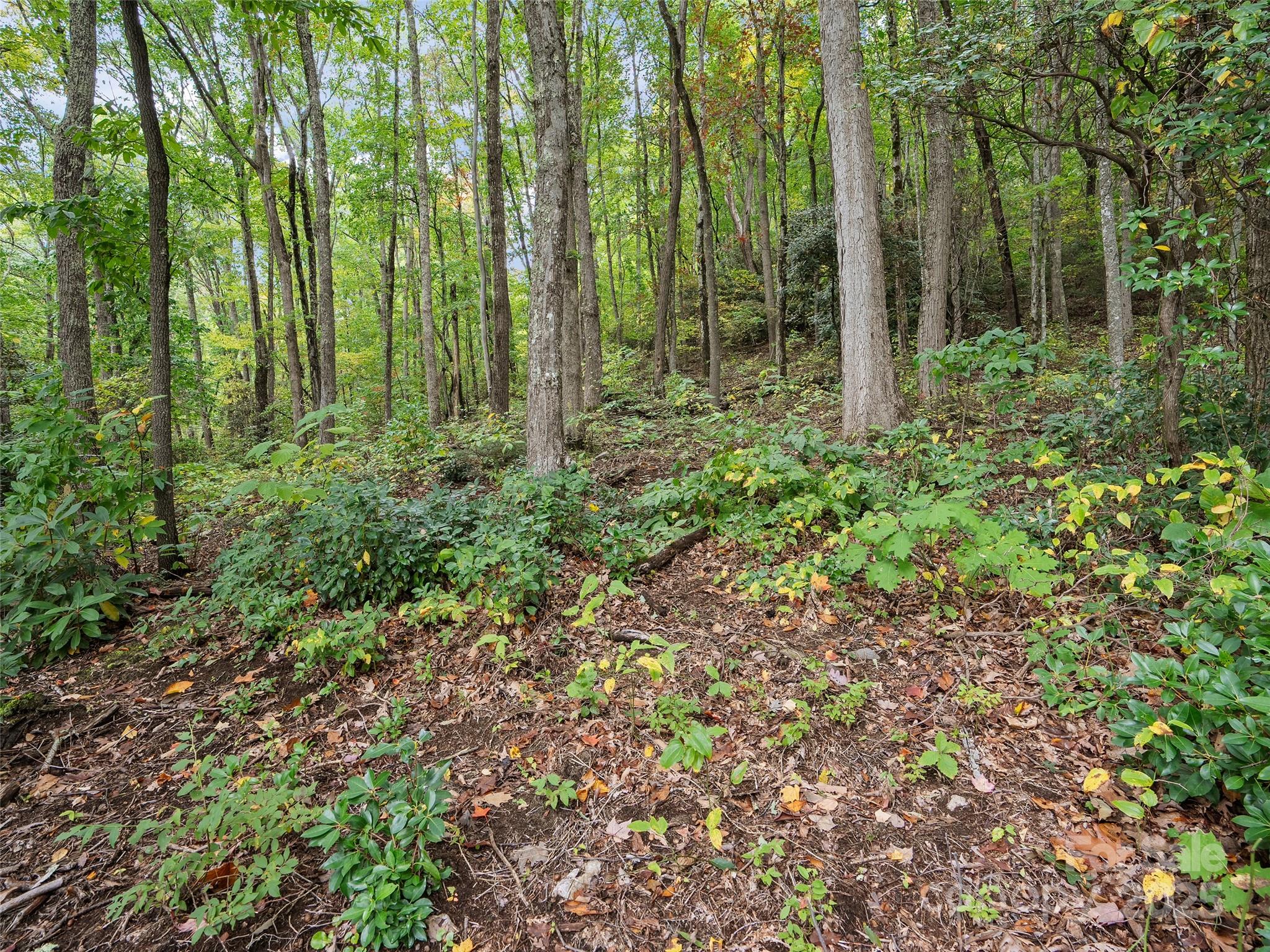 Highland Forest - Land