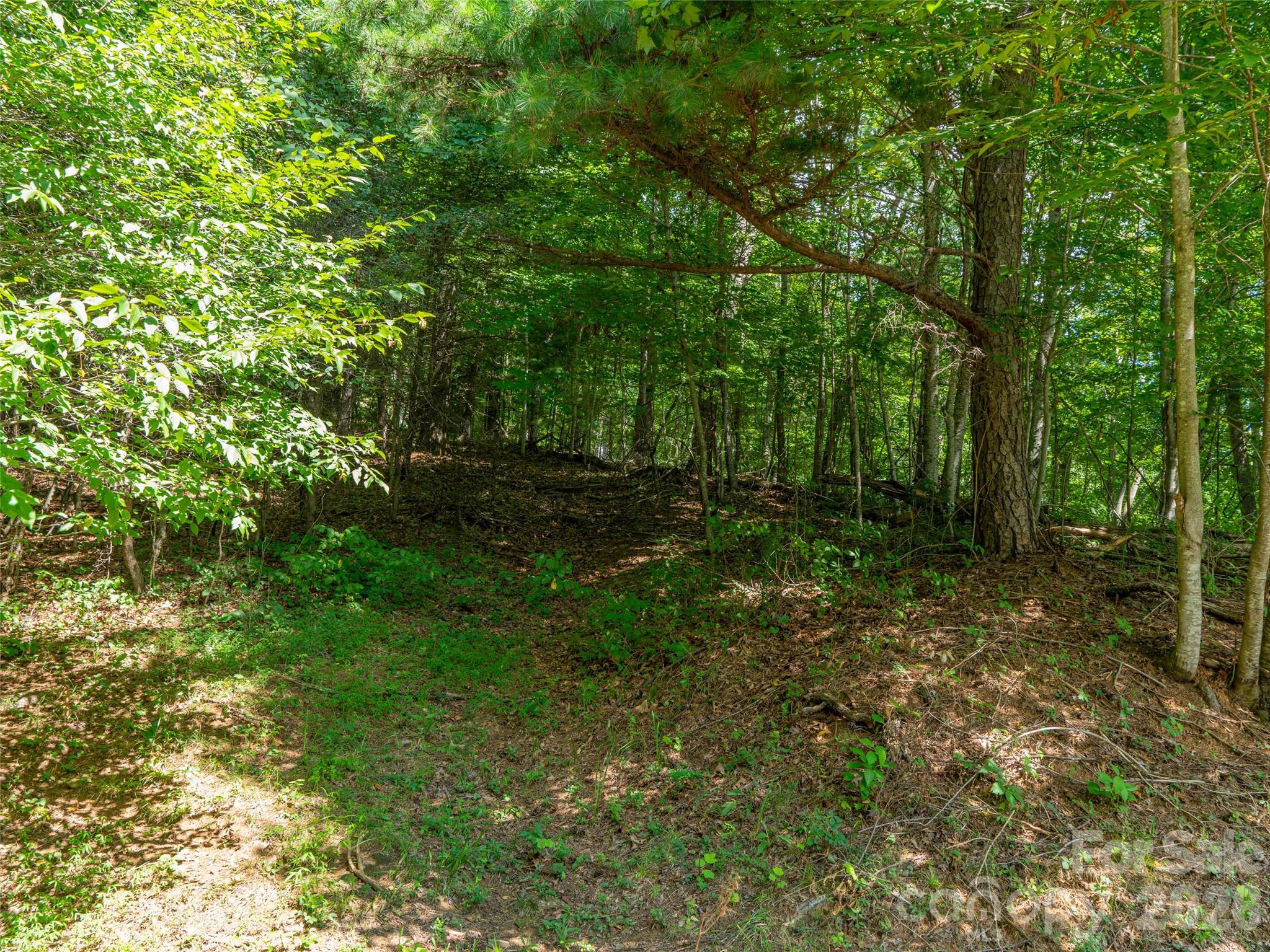 Locust Rough Mountain - Land