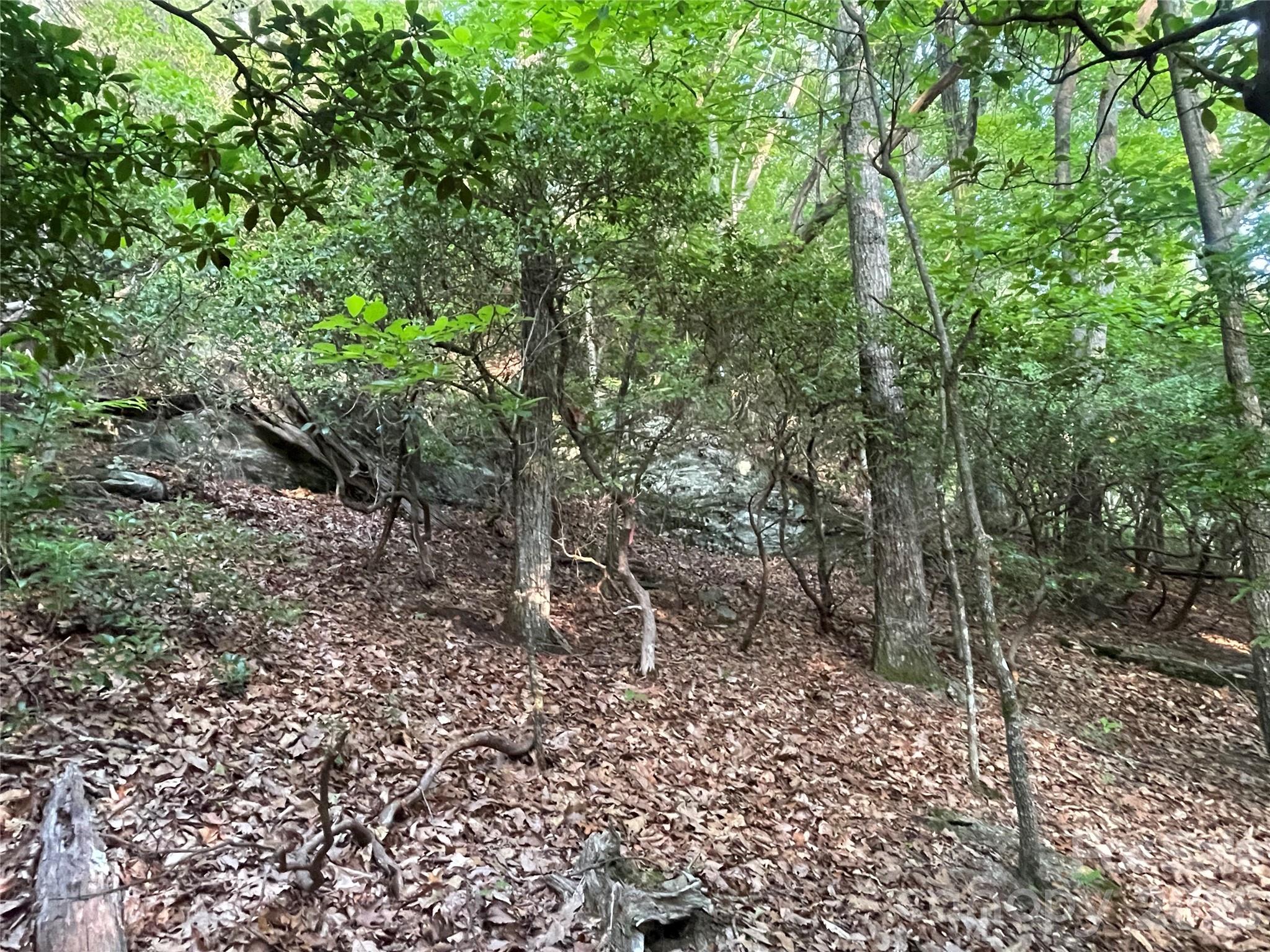 Fairview Forest - Land