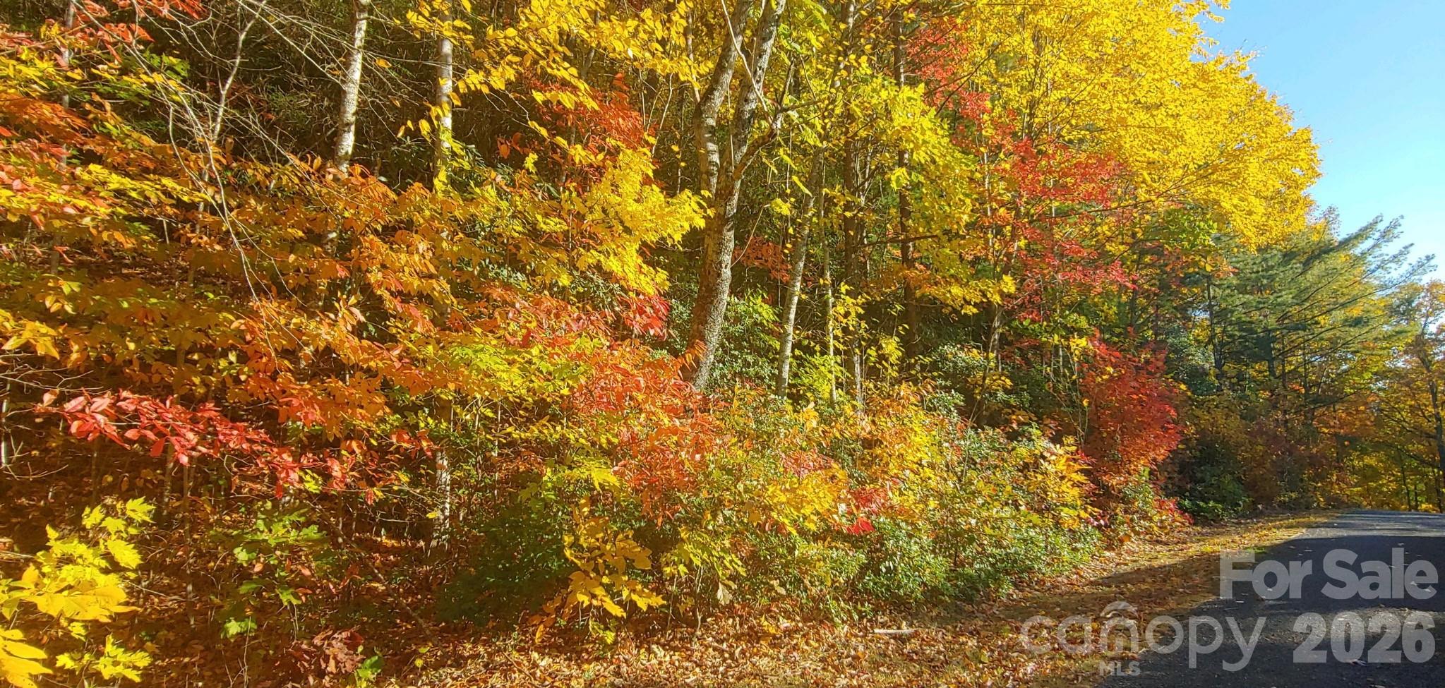 Fairview Forest - Land