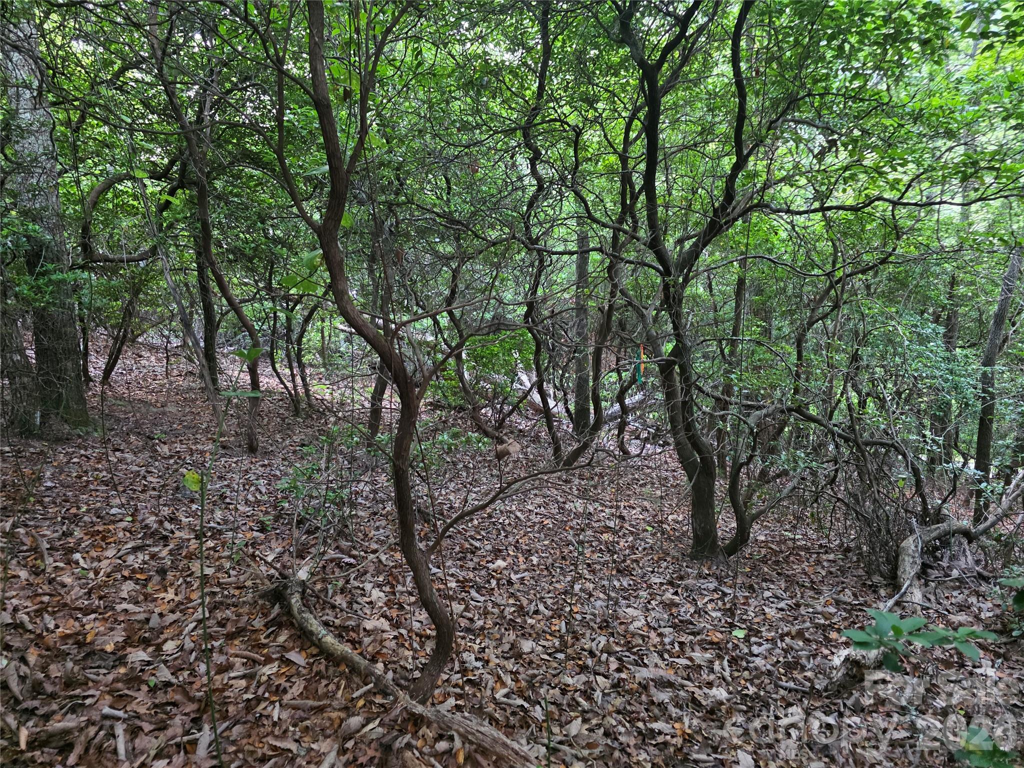 Fairview Forest - Land