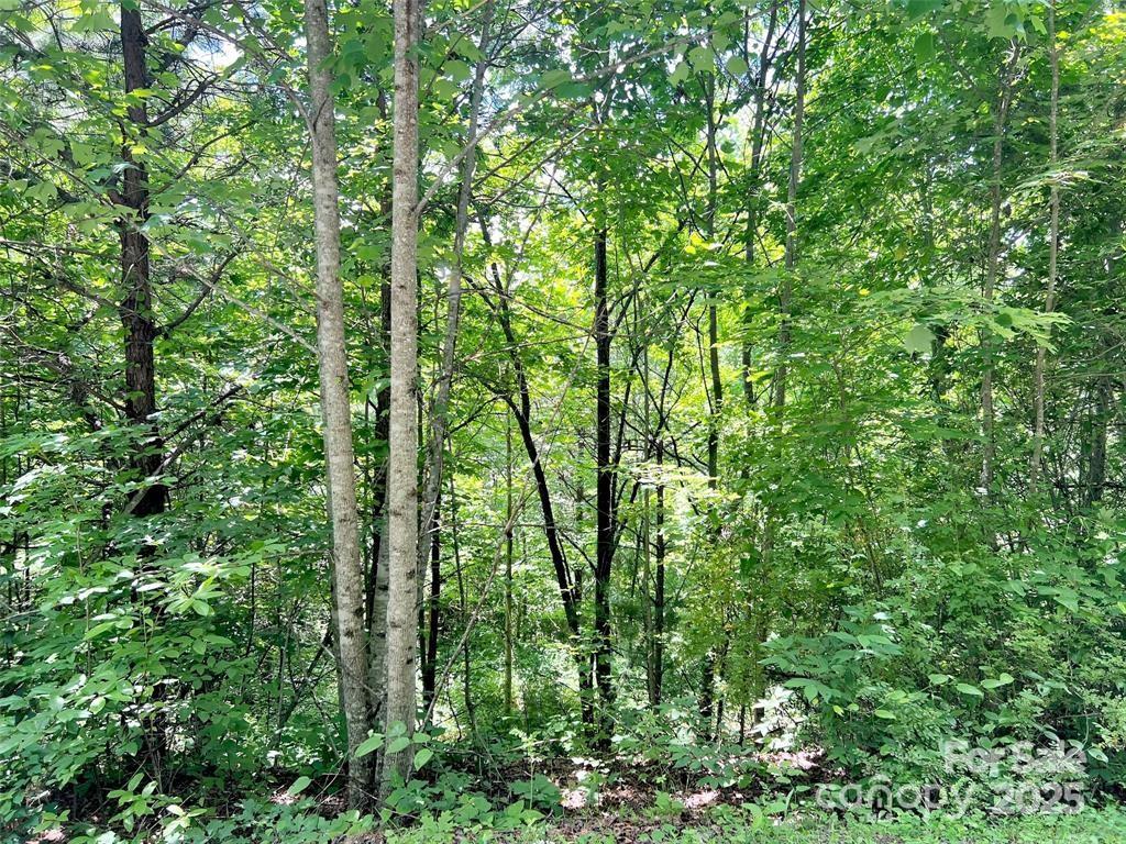 Beechwood - Land
