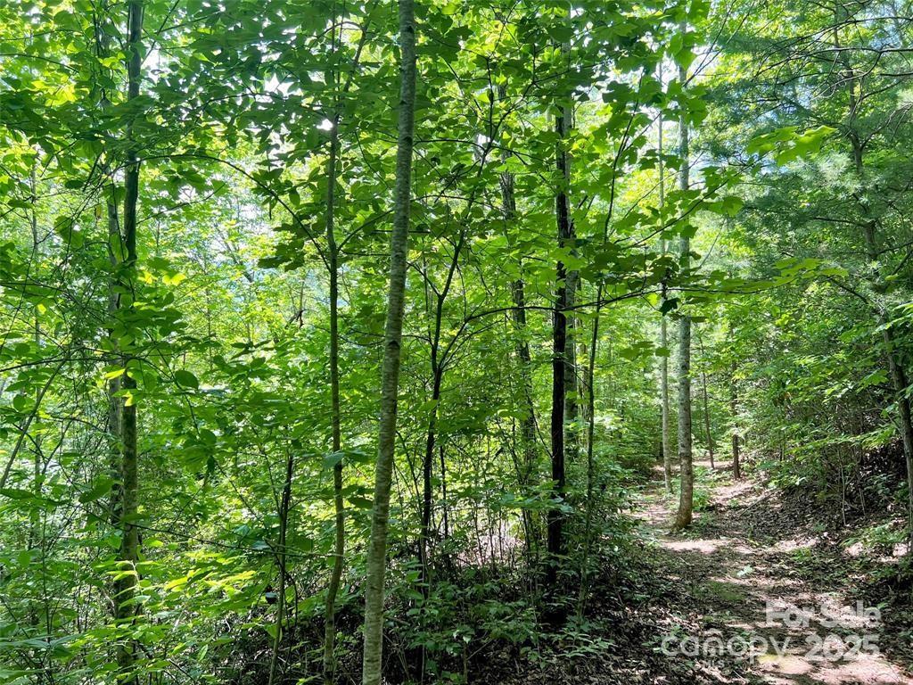 Beechwood - Land