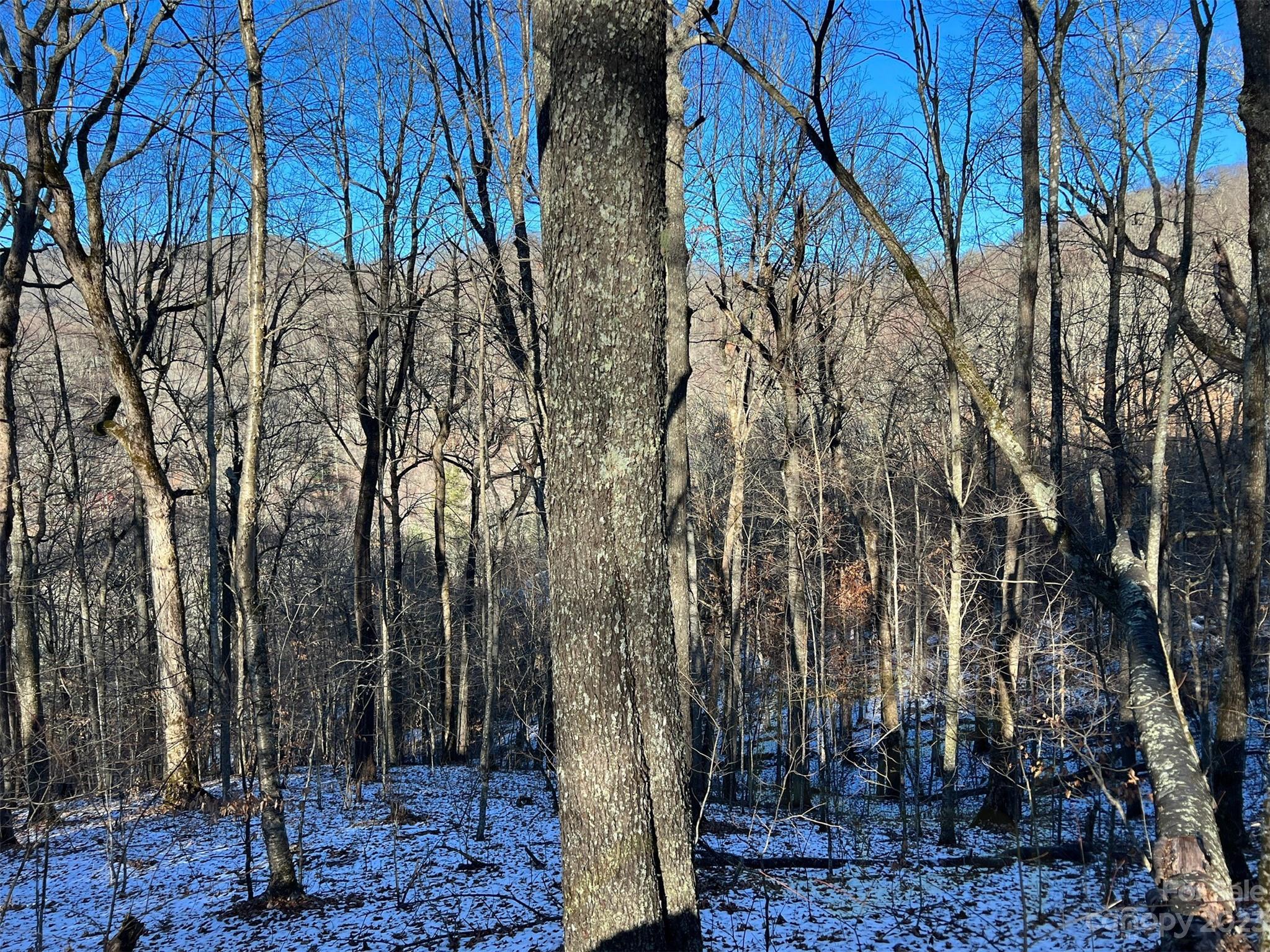 Wolf Laurel - Land