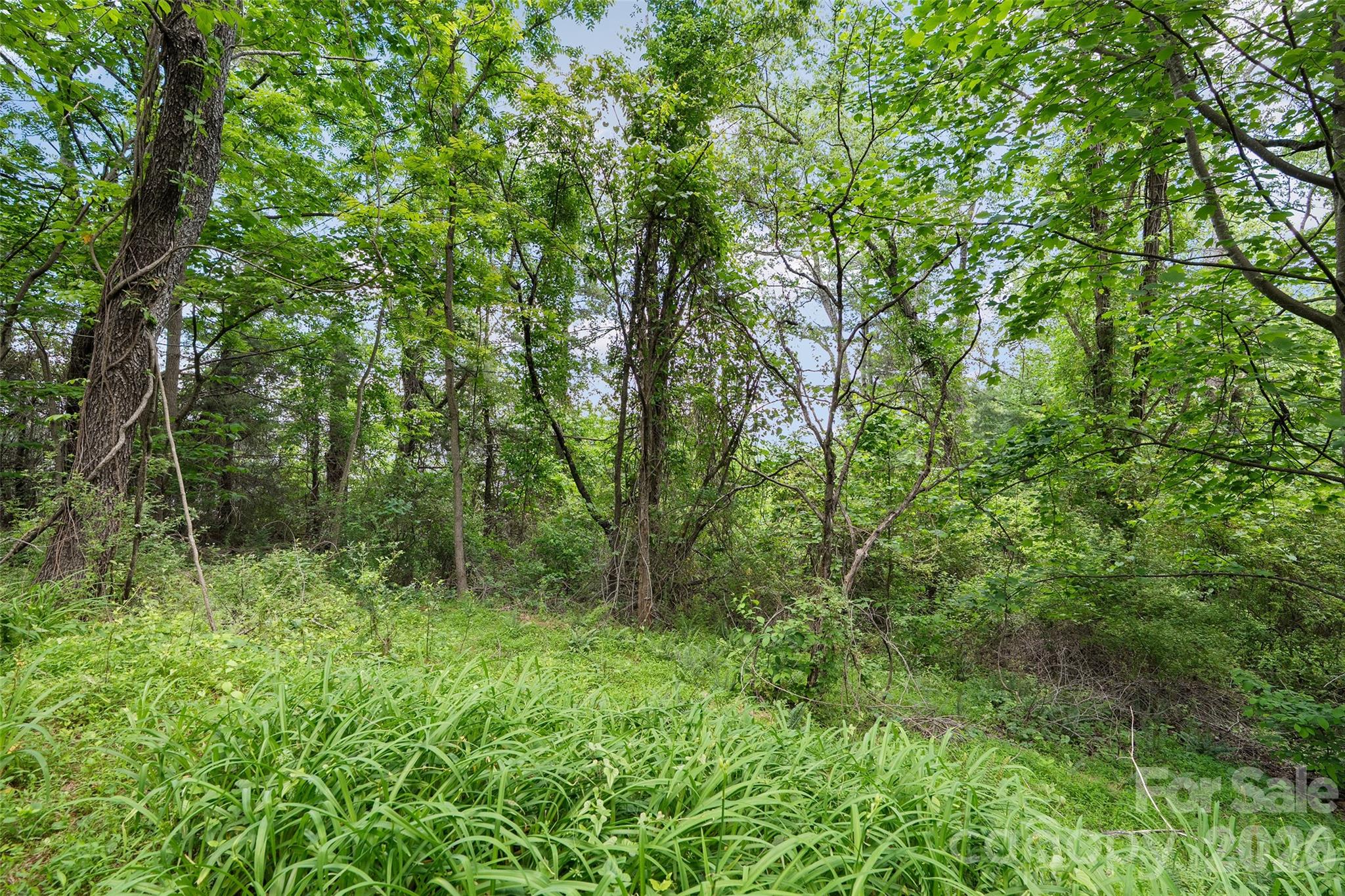 Serenity Forest - Land
