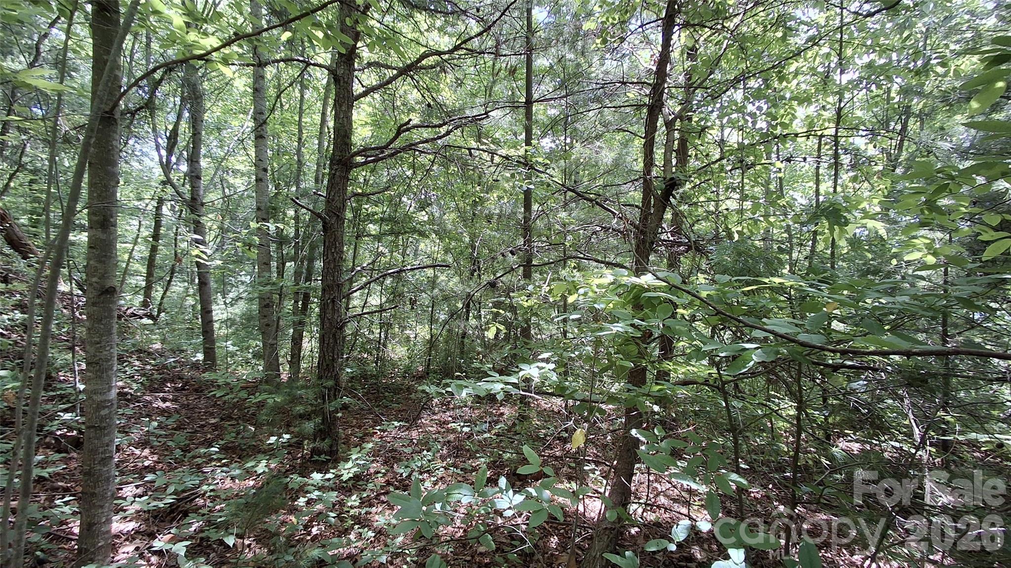 Beechwood - Land