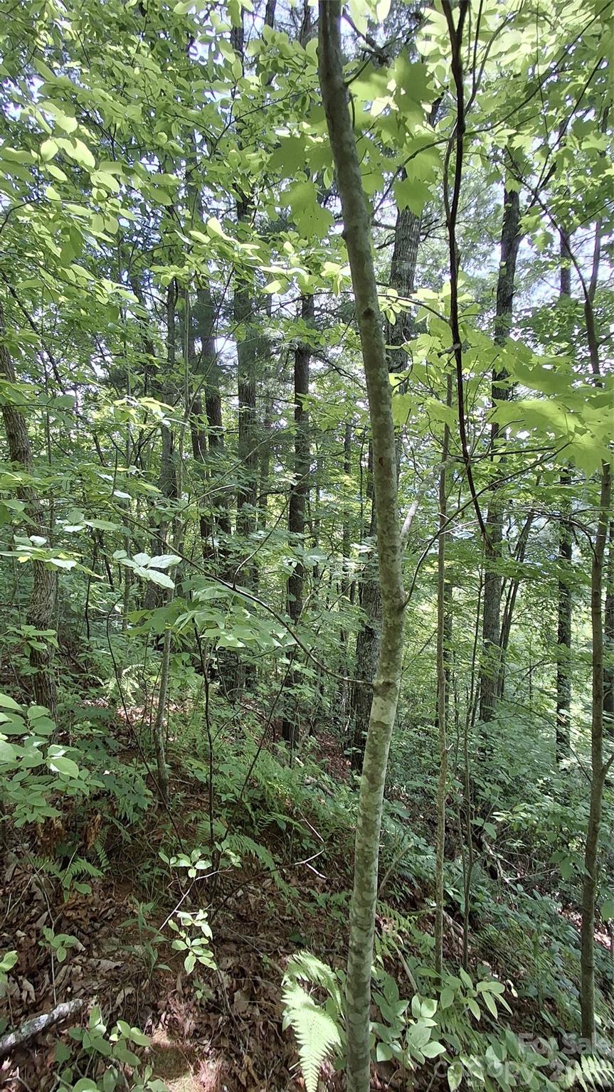 Beechwood - Land