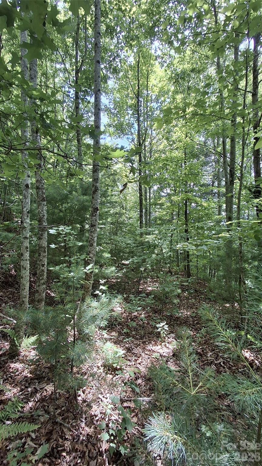 Beechwood - Land