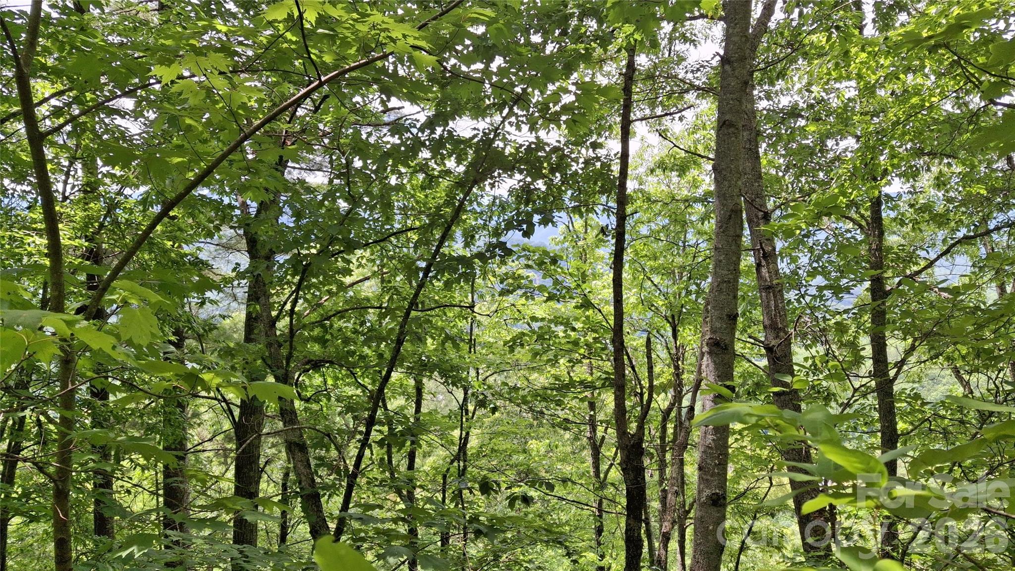 Beechwood - Land