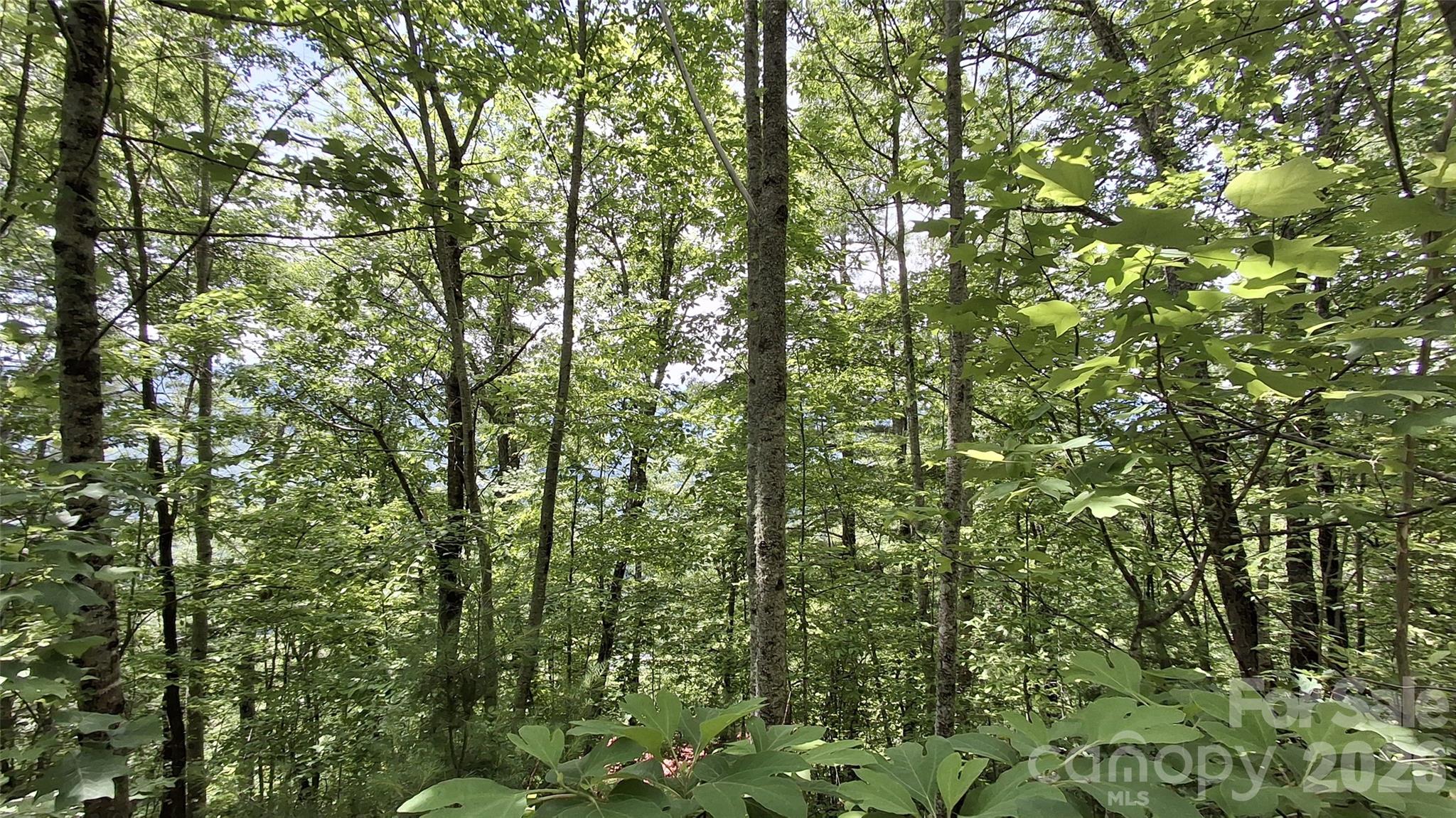 Beechwood - Land