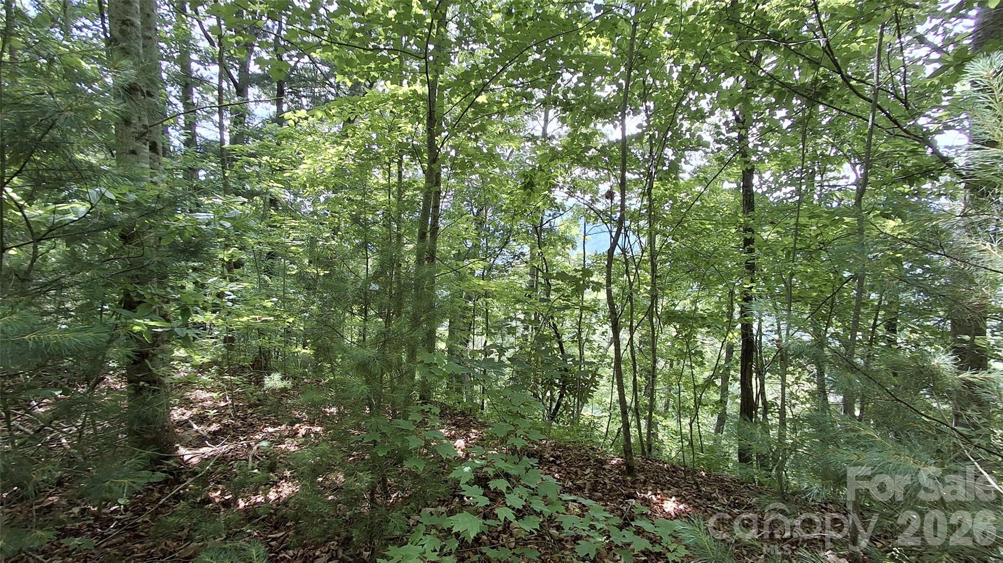Beechwood - Land