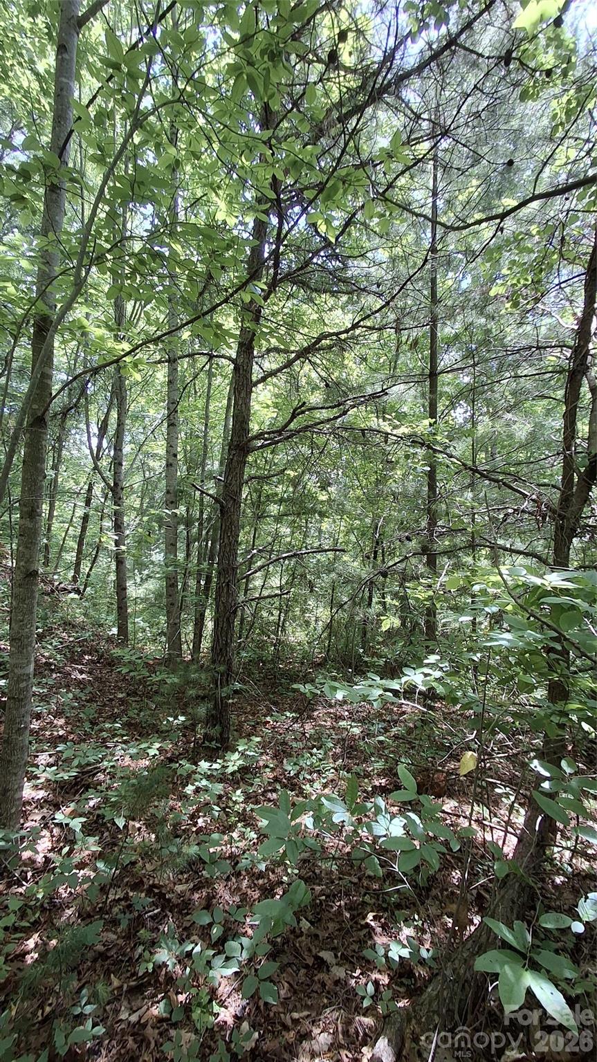 Beechwood - Land