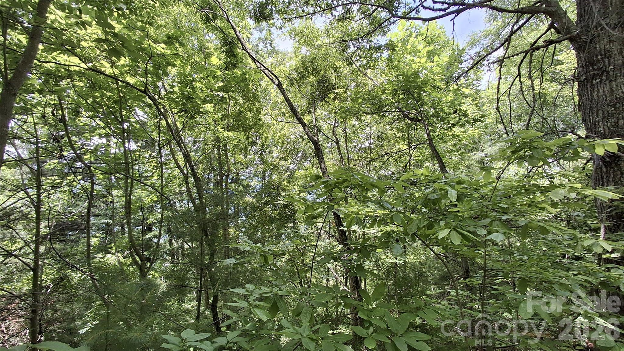 Beechwood - Land