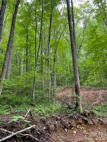 Enchanted Forest - Land