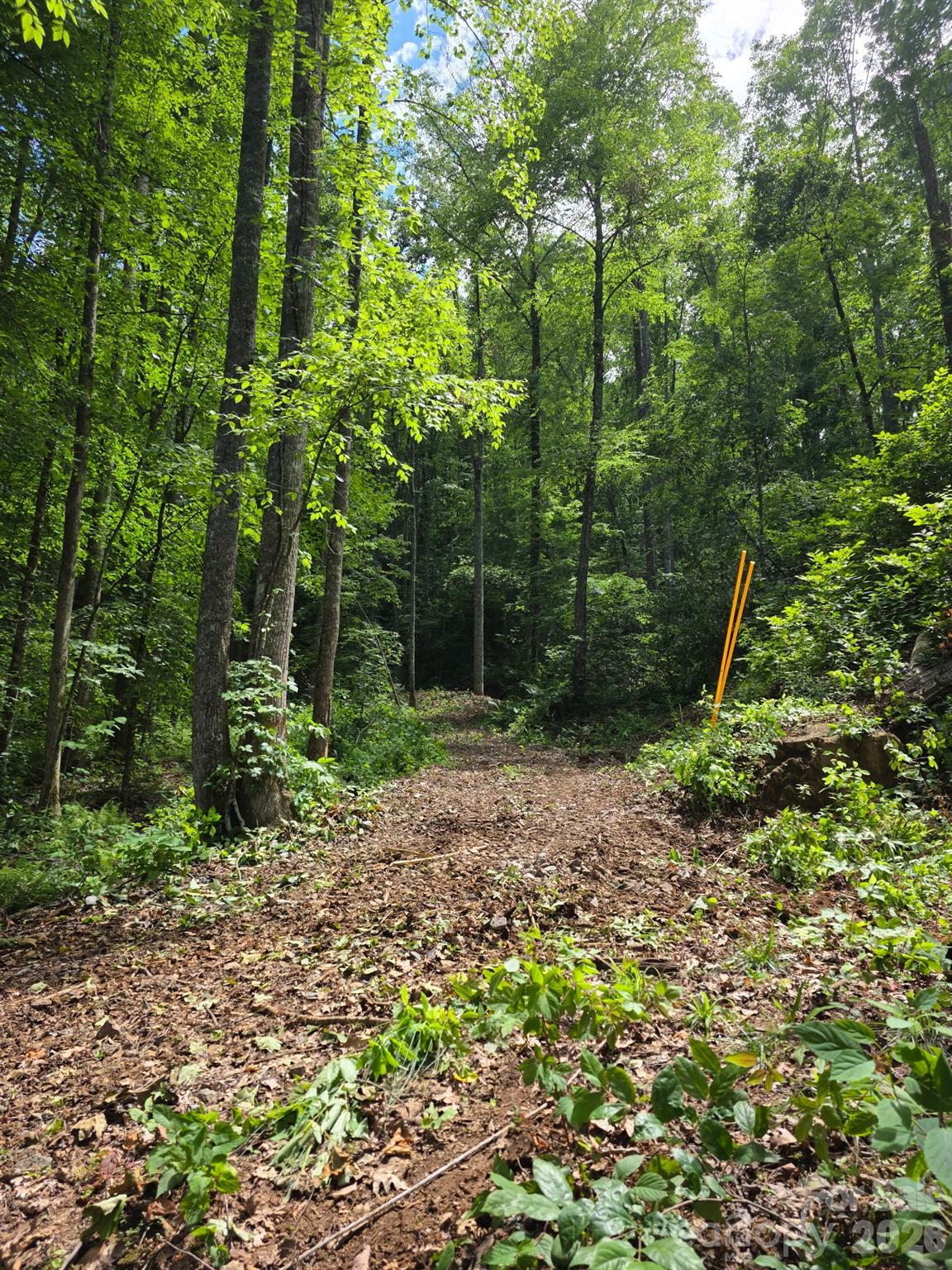 Enchanted Forest - Land