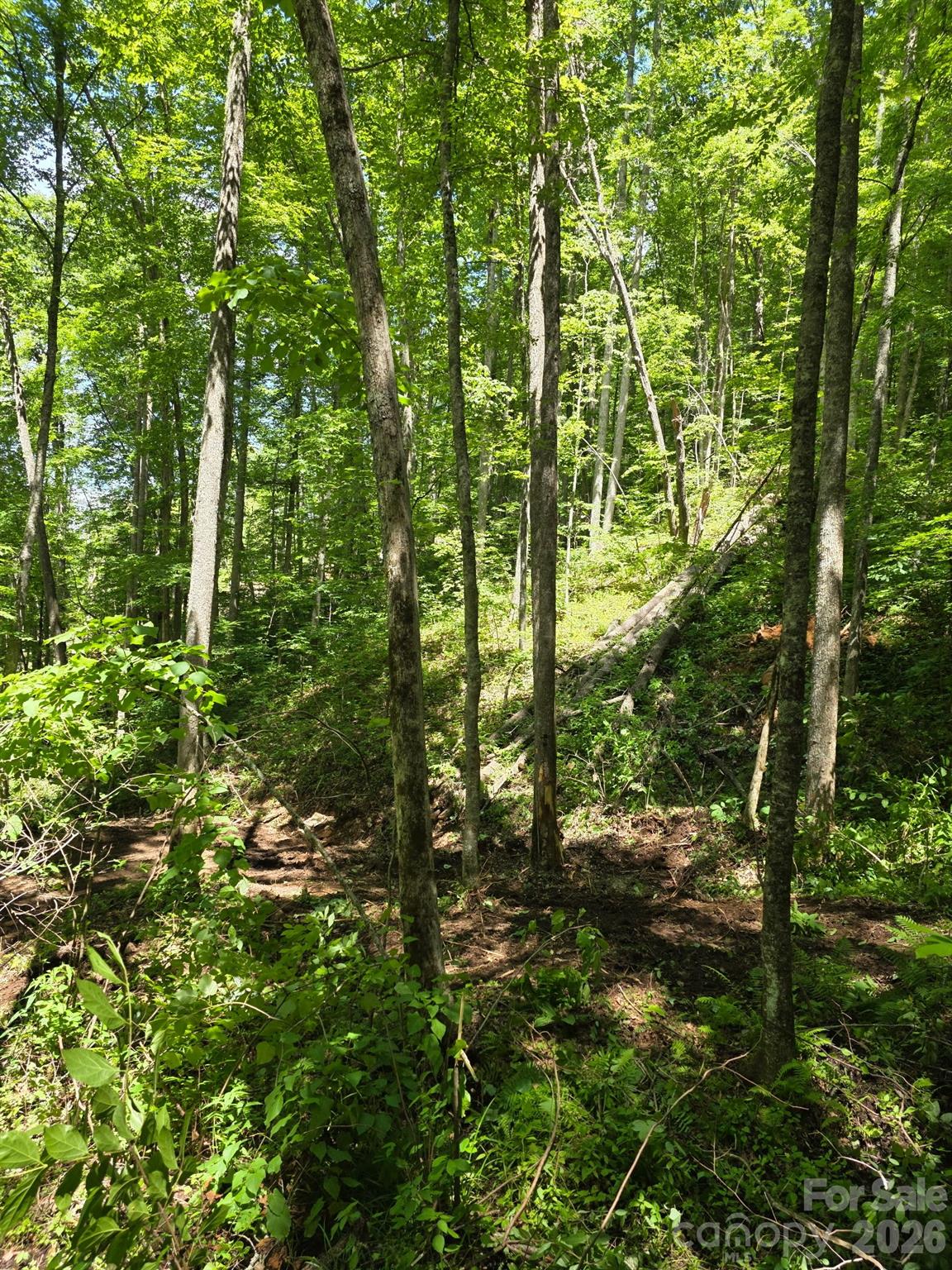 Enchanted Forest - Land