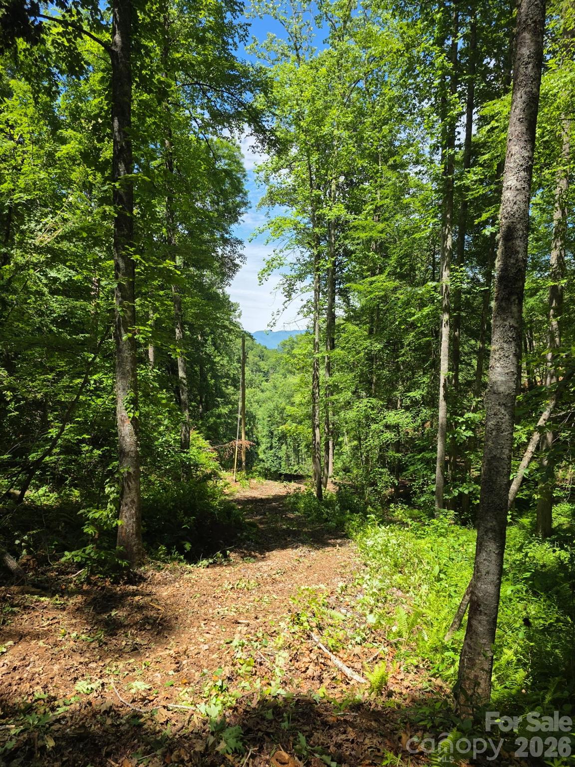 Enchanted Forest - Land