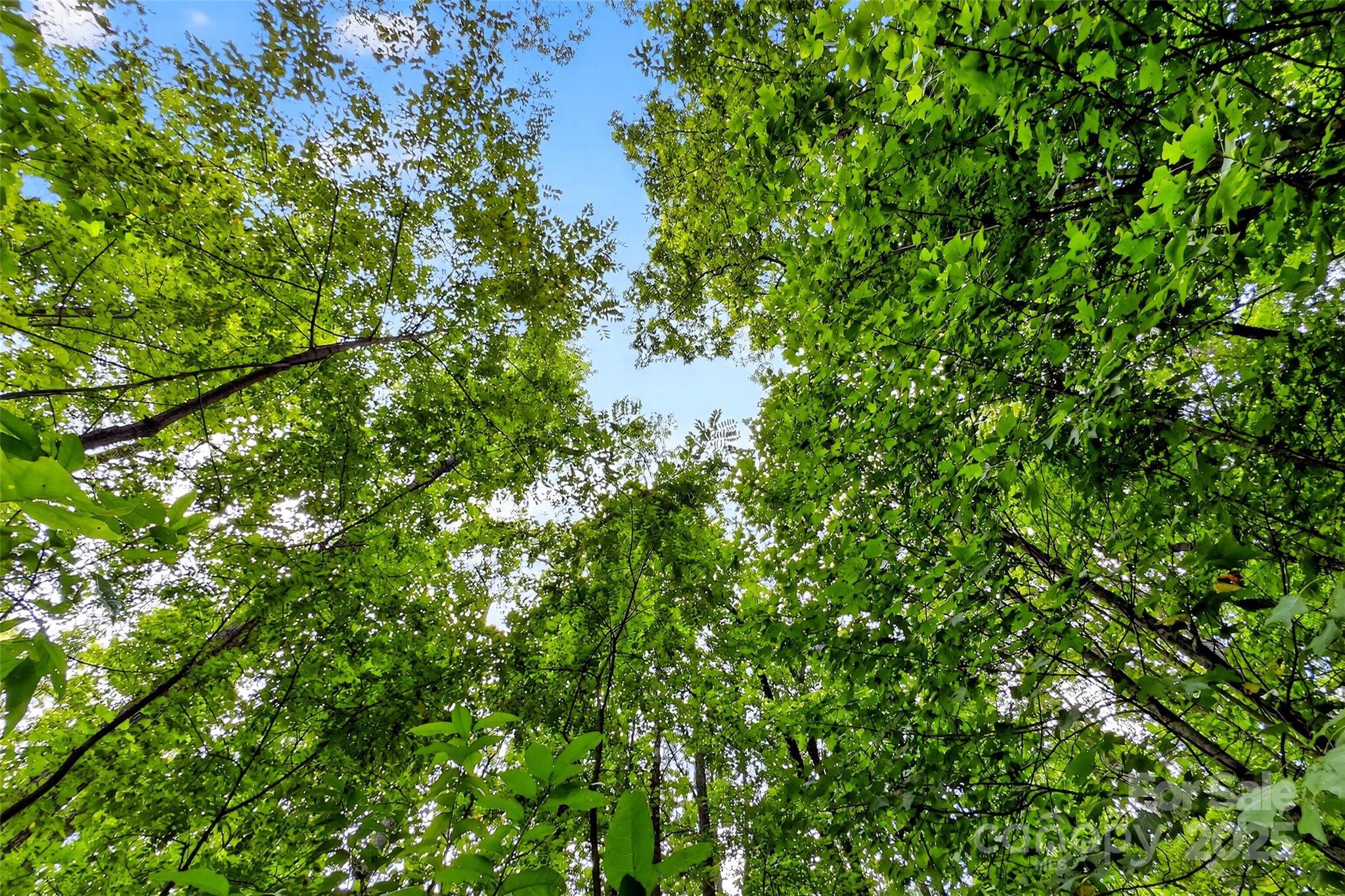 Catawba Falls Preserve - Land