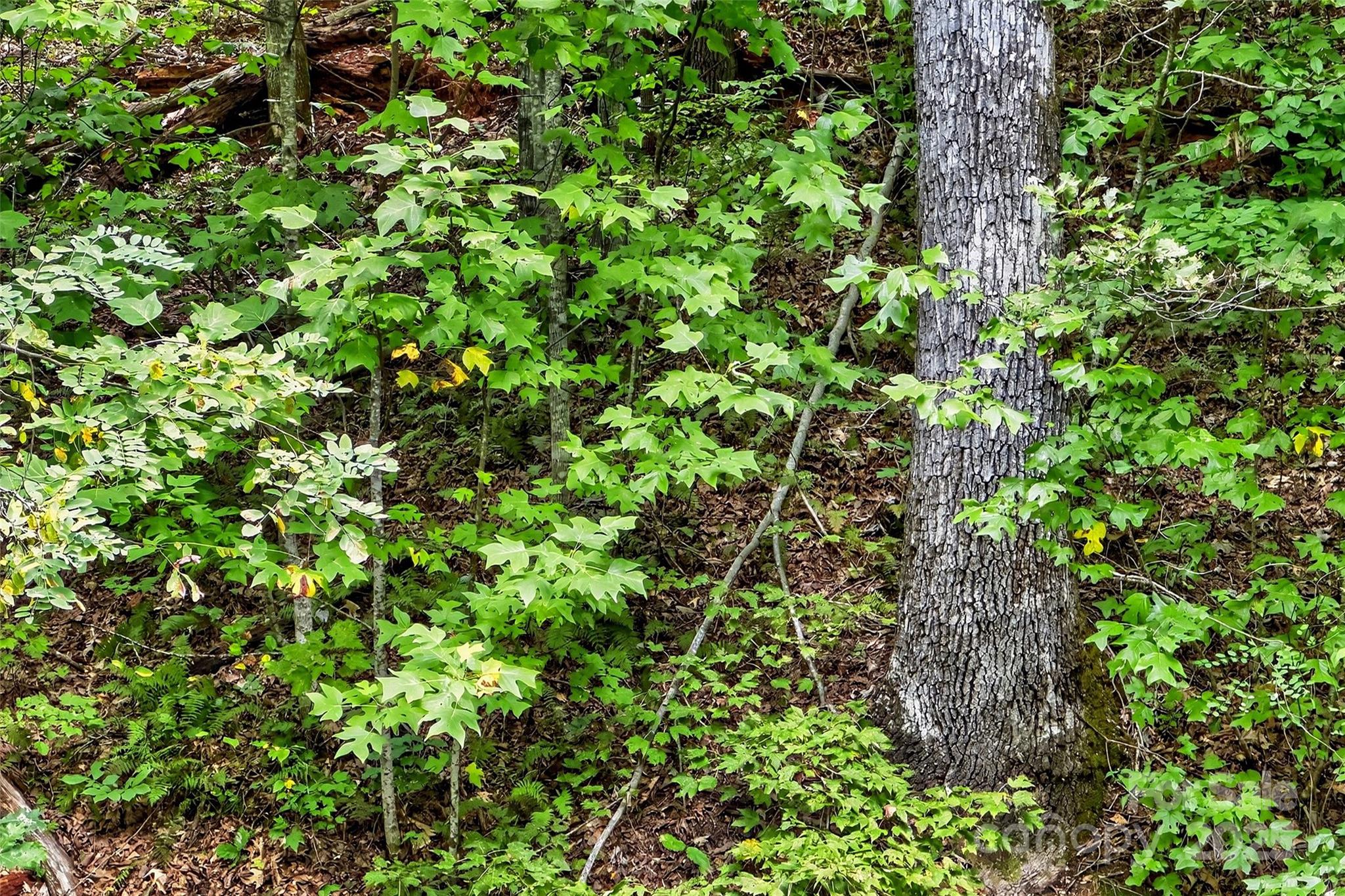 Catawba Falls Preserve - Land