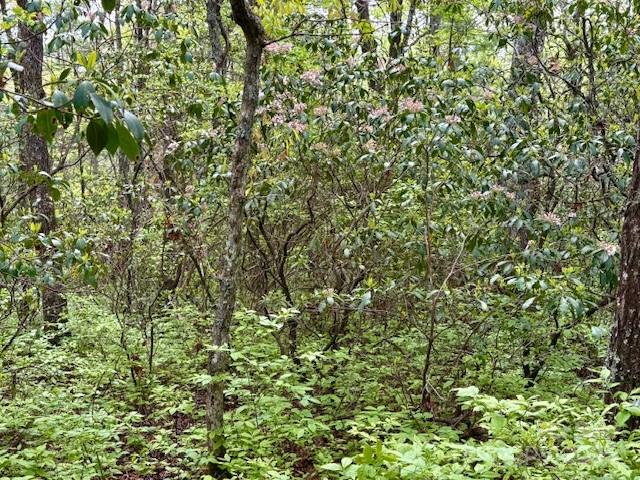 Sherwood Forest - Land