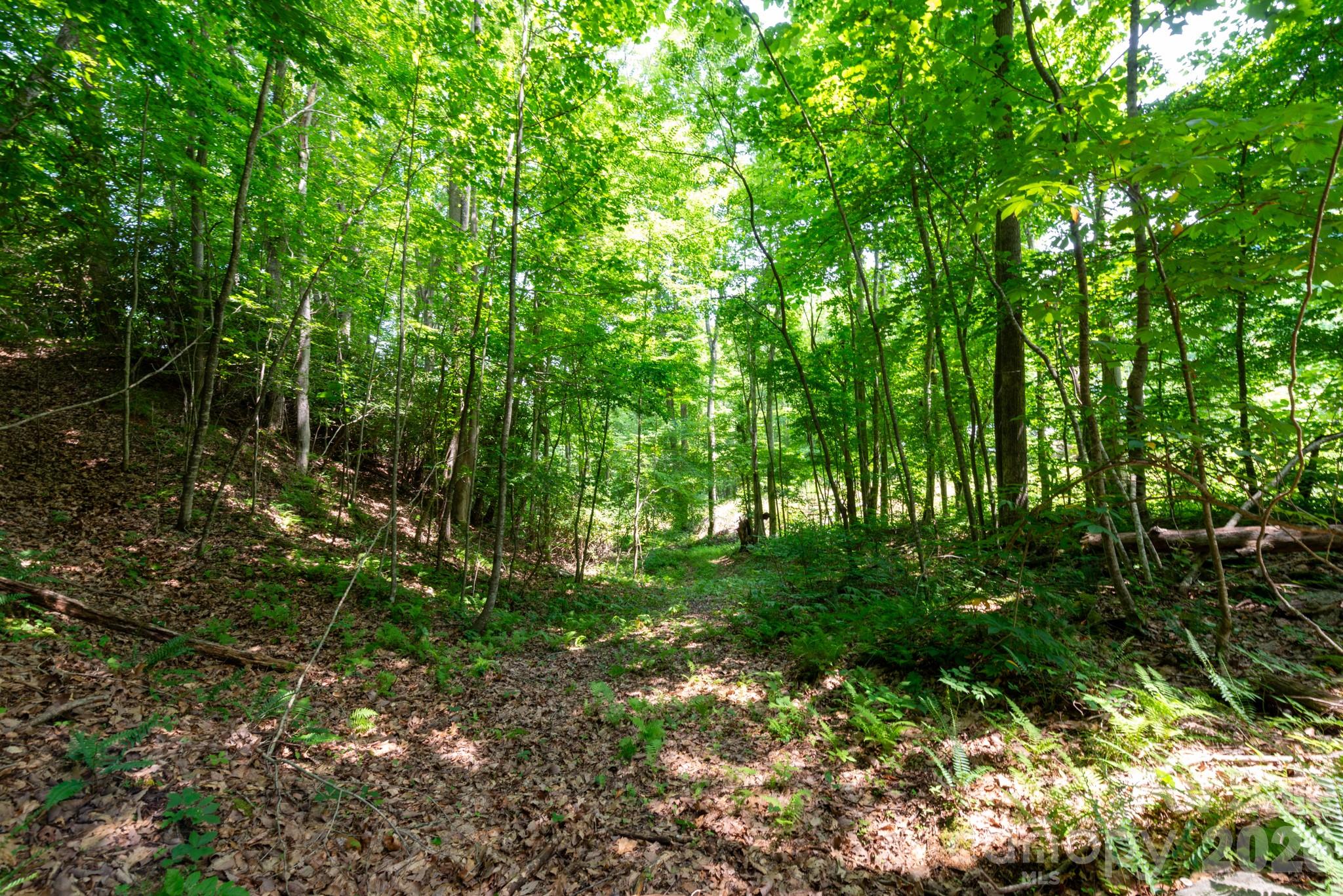 Tucked away in the welcoming Board Tree community of Revere, these beautiful forested mountain tracts offer a rare opportunity to own a piece of the Southern Appalachians. Each lot features a mature hardwood forest with an impressive diversity of native trees and understory plants, including many of the unique species that make this region so special. Every lot includes at least one gentle homesite, established roadbeds, and access from a well-maintained private road with a recorded road maintenance agreement. Whether you prefer relaxing beside the creek or exploring the ridge for long-range views and cool mountain breezes, these properties offer a variety of landscapes to enjoy. Enjoy an extremely private and quiet property while remaining just 30 minutes from both Marshall and Hot Springs for groceries, dining, community events, and other everyday conveniences. Electricity is available along the private road, and each lot will include an electric utility easement to provide access to power. Current lot lines are negotiable and subject to minor adjustments prior to closing, giving buyers added flexibility. Owner financing will be considered with the right offer. One of the things that truly sets these properties apart is the community. Board Tree is known for its friendly, welcoming neighbors and the shared appreciation for this beautiful corner of the mountains.