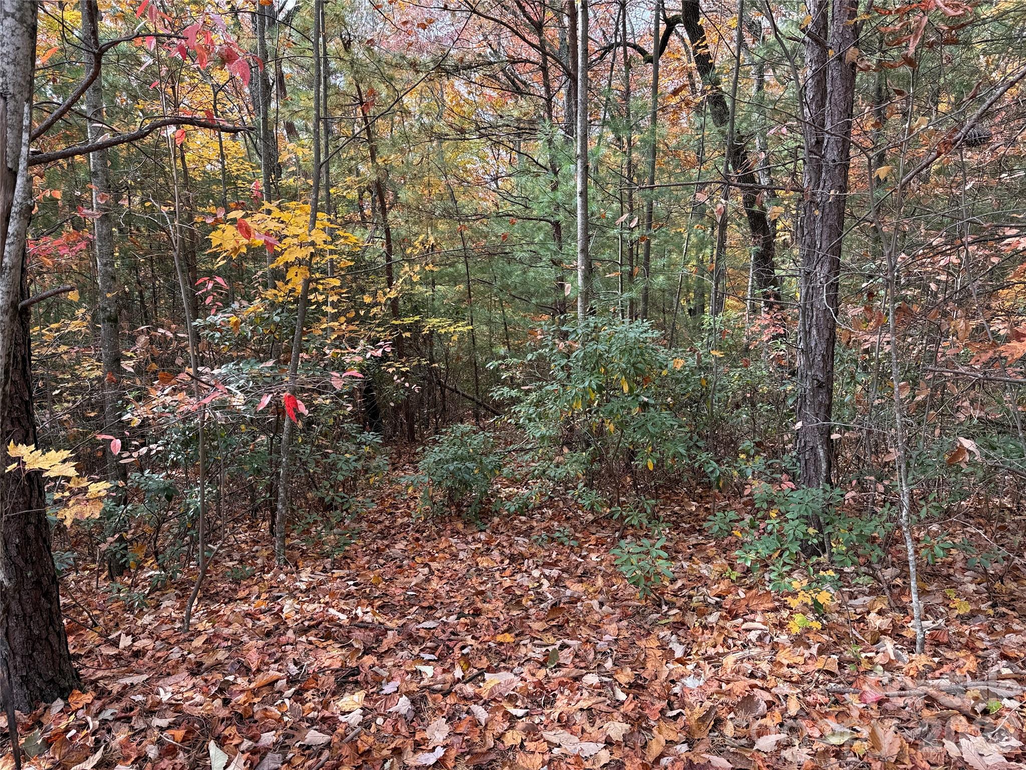 Buck Mountain - Land