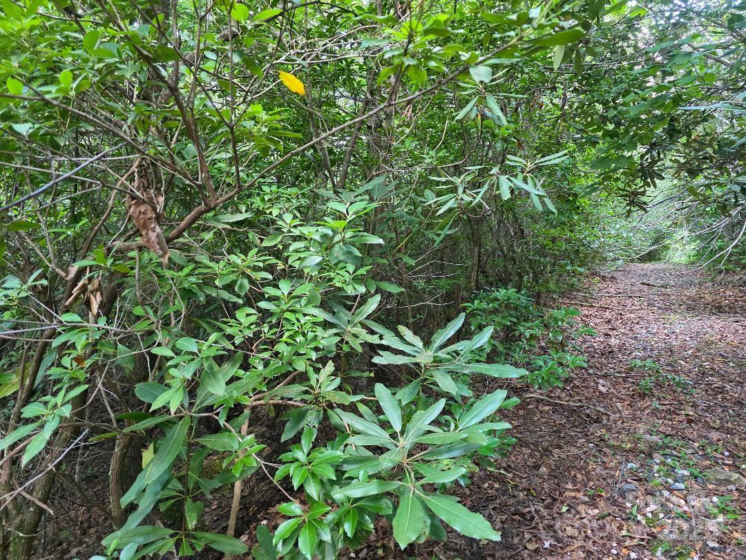 The Woods - Land