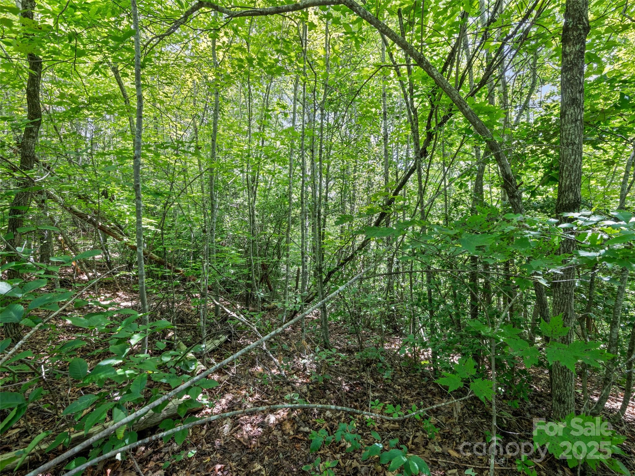 Hazel Hollow - Land