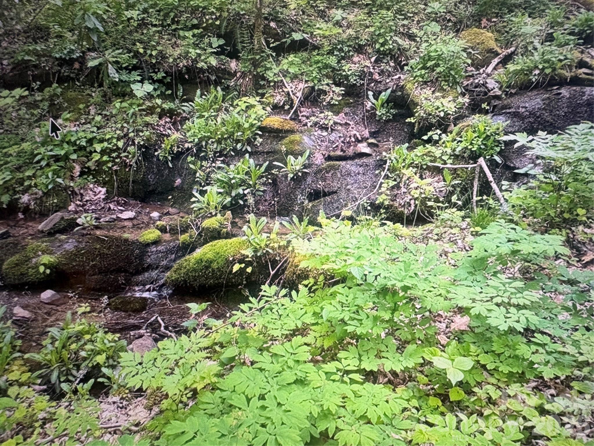 Cowee Mountain Properties - Land